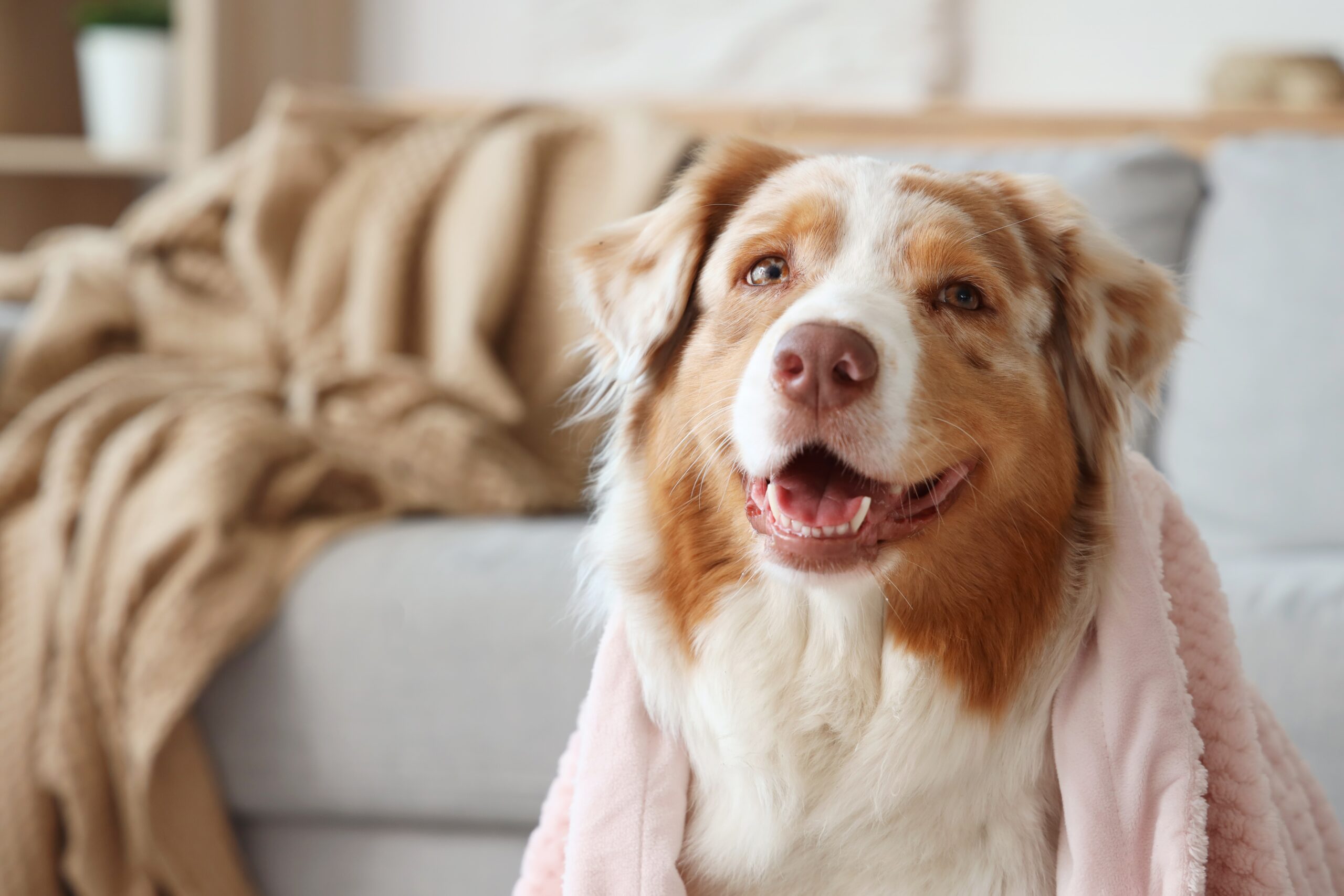 australian shepherd smiling