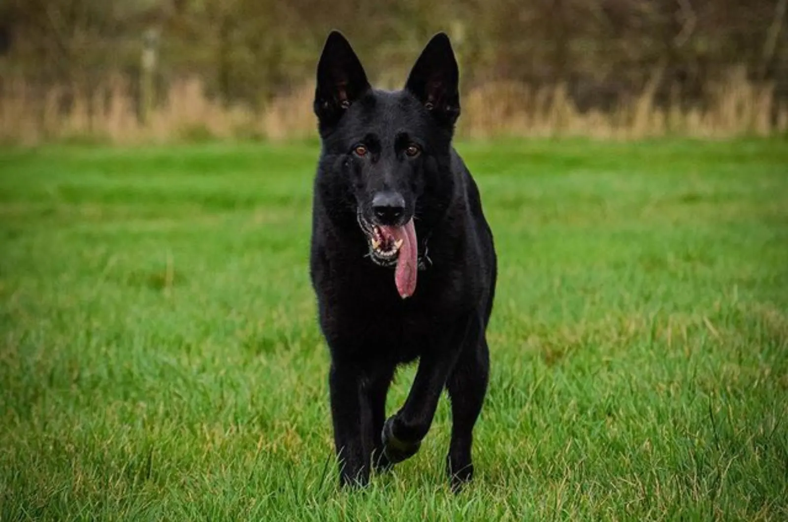 11 Black German Shepherds That Are Beyond Cute