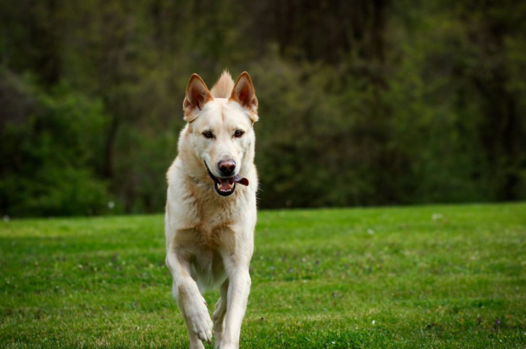 What’s All The Fuss About Blonde German Shepherds?