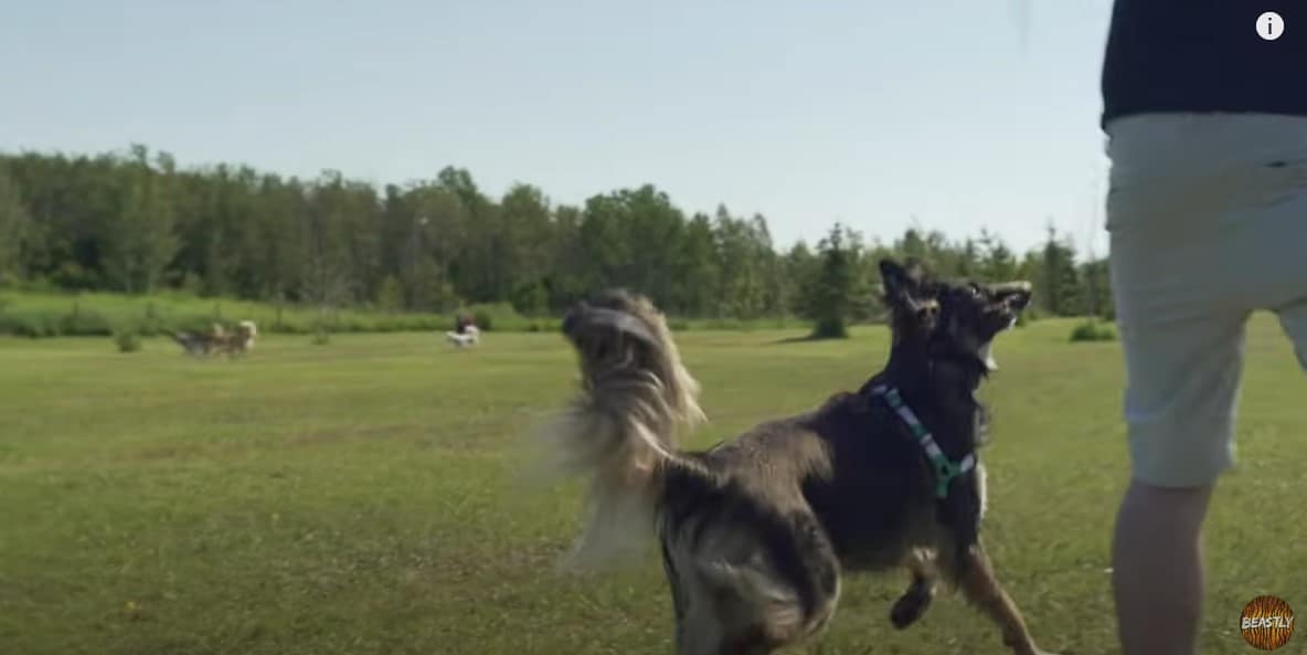 brodie at dog park