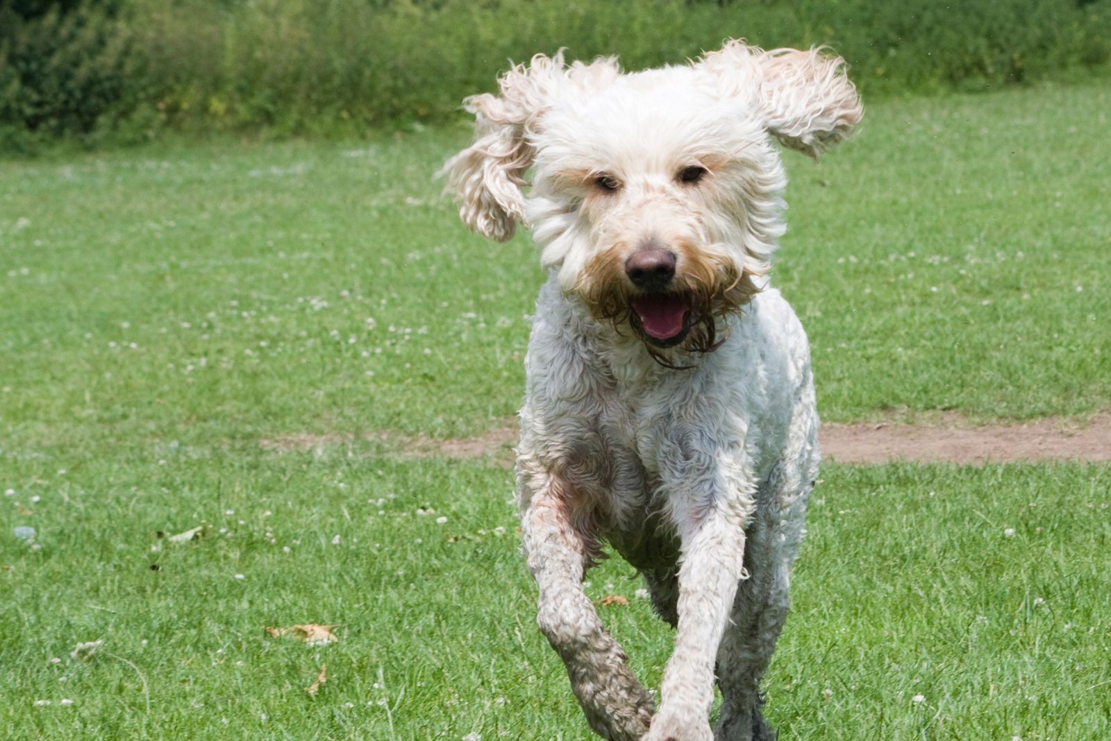 dog running in the field