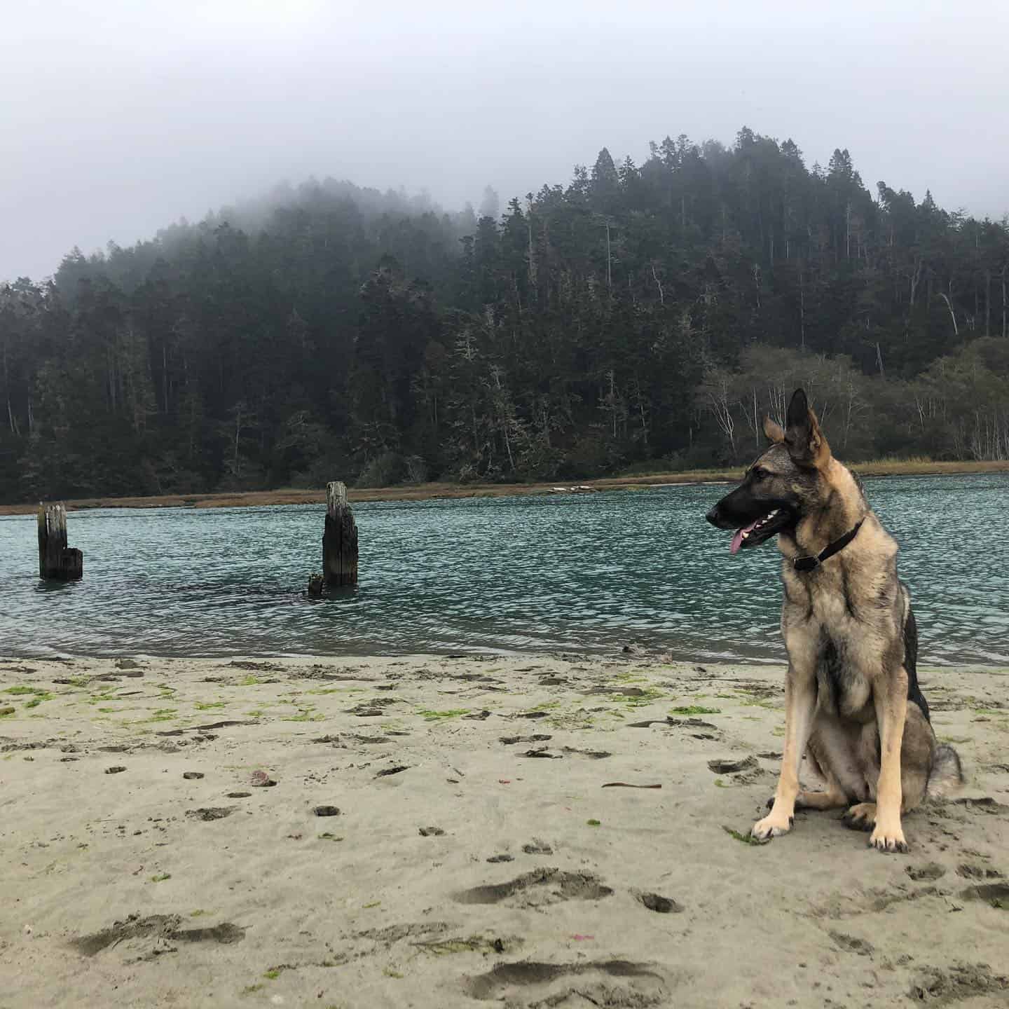 dog sitting by the lake