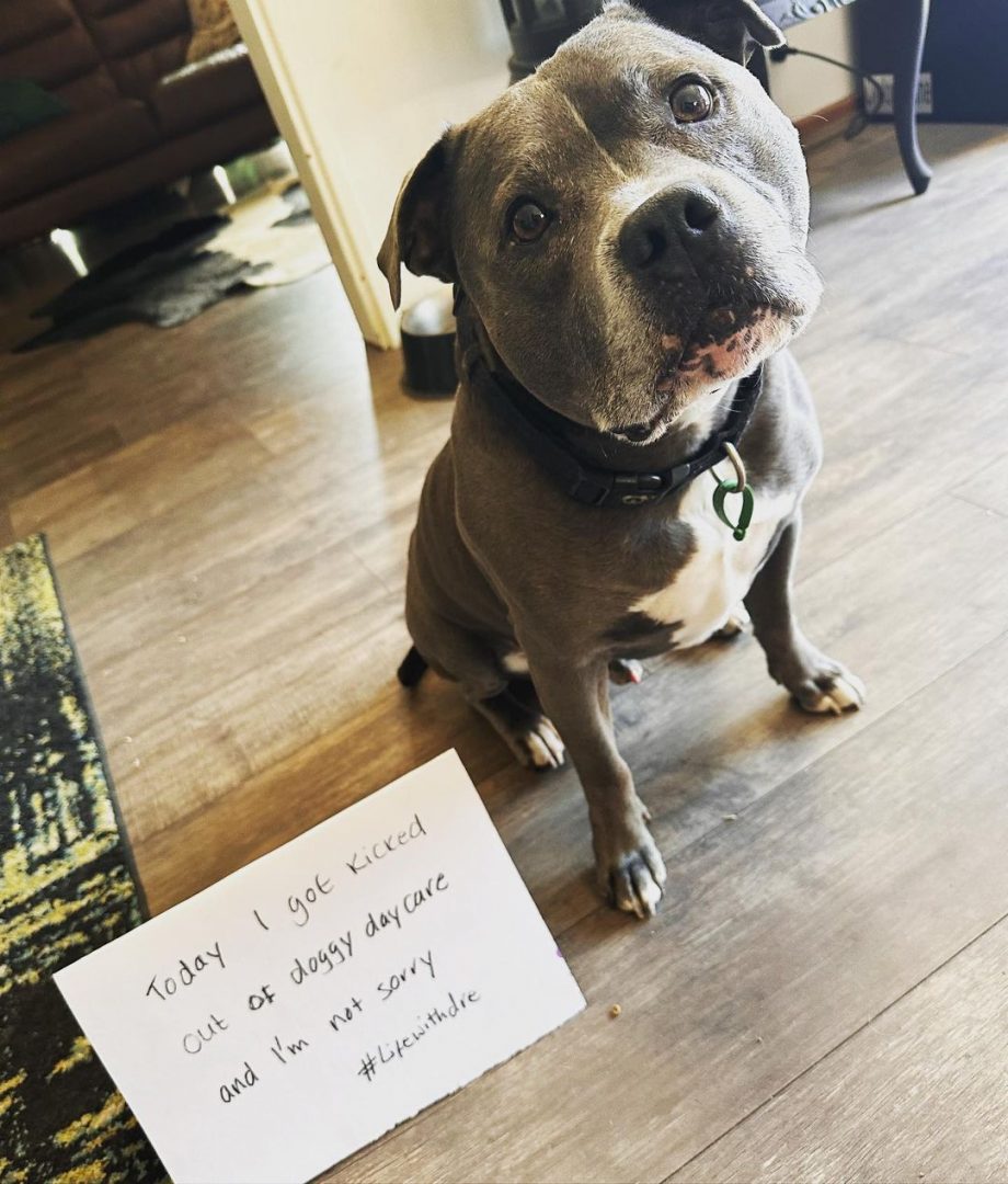 15 Dog Shaming Photos Of Pups Caught Red-Handed