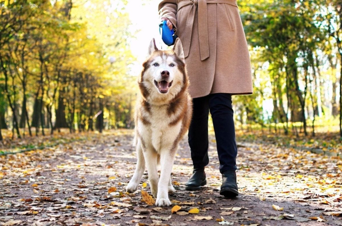 A Dog Walker Tells You All About Top 10 Most Talkative Breeds