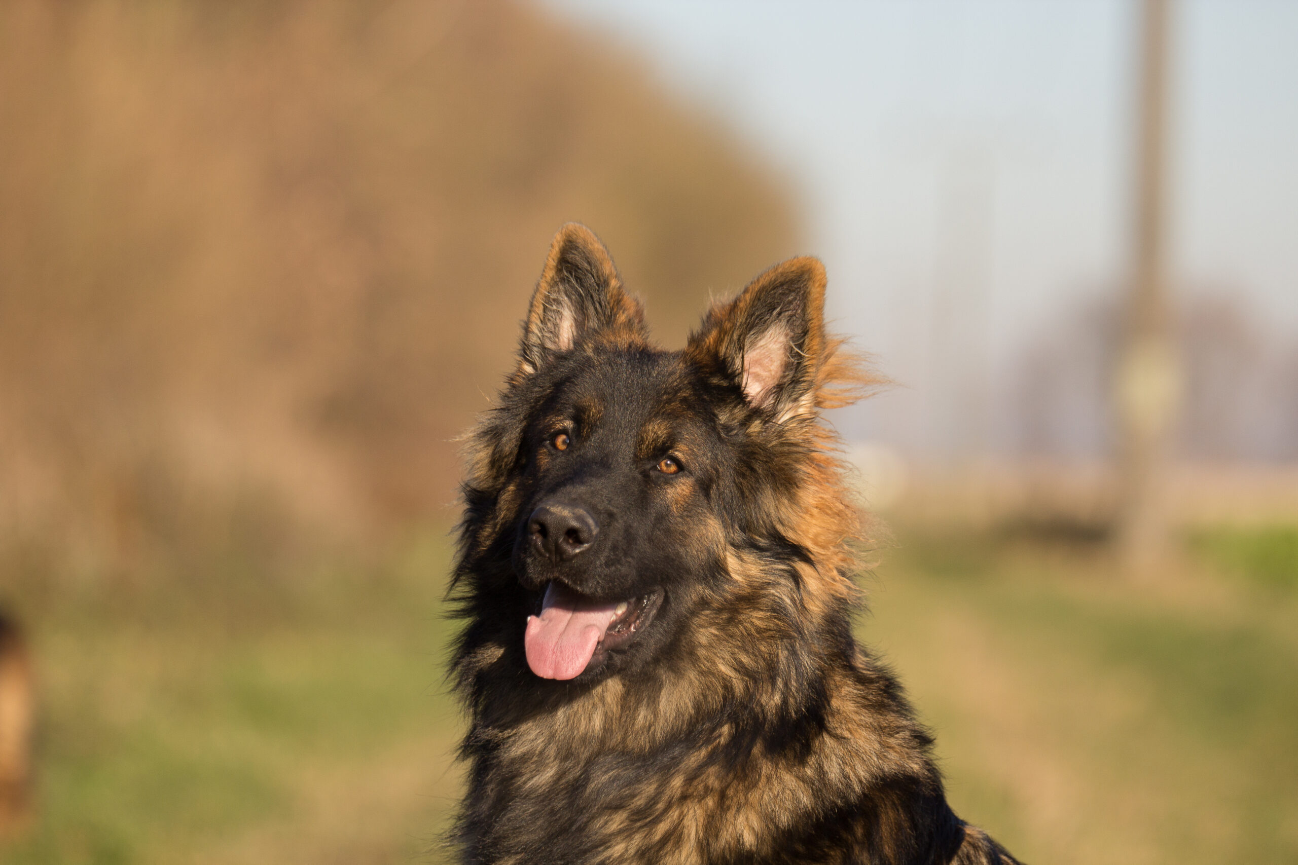 long coated german shepherd smiling