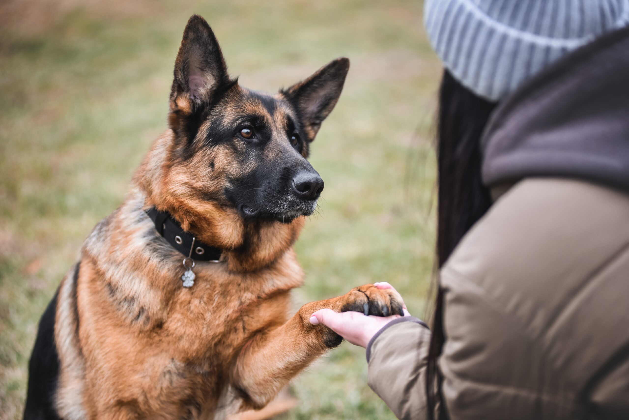 loyal german shepherd gives paw