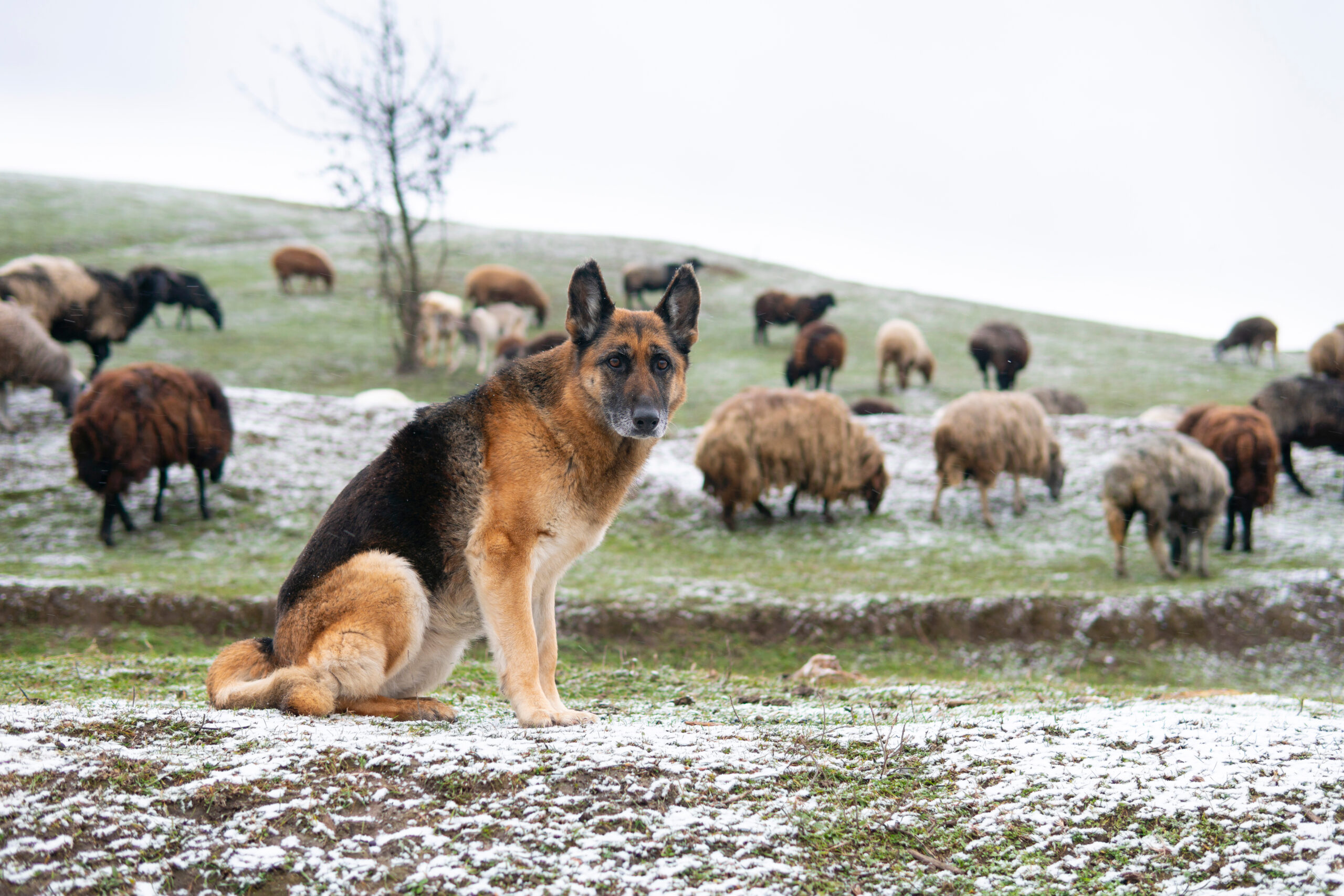 german shepherd herding