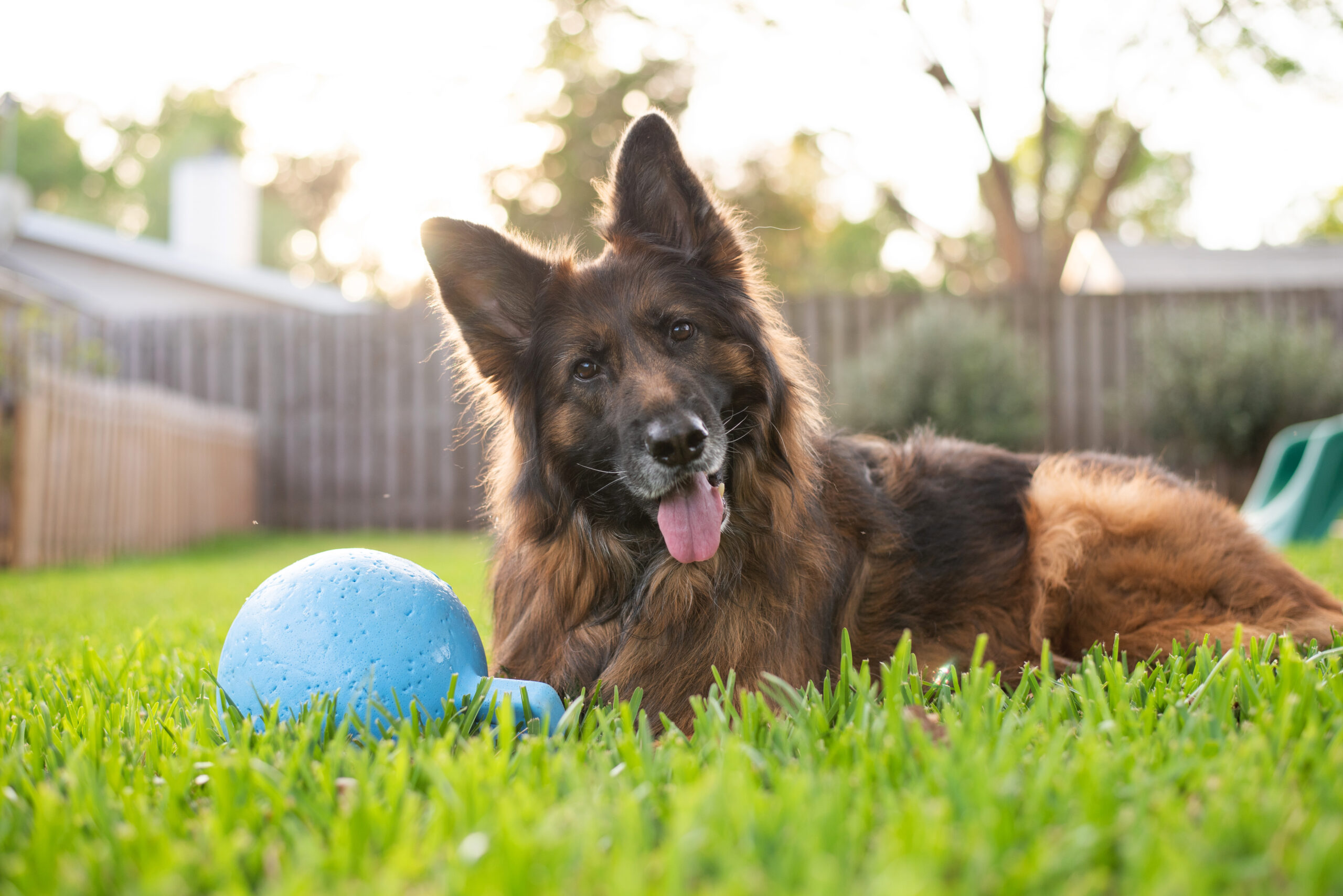 german shepherd smiling in grass