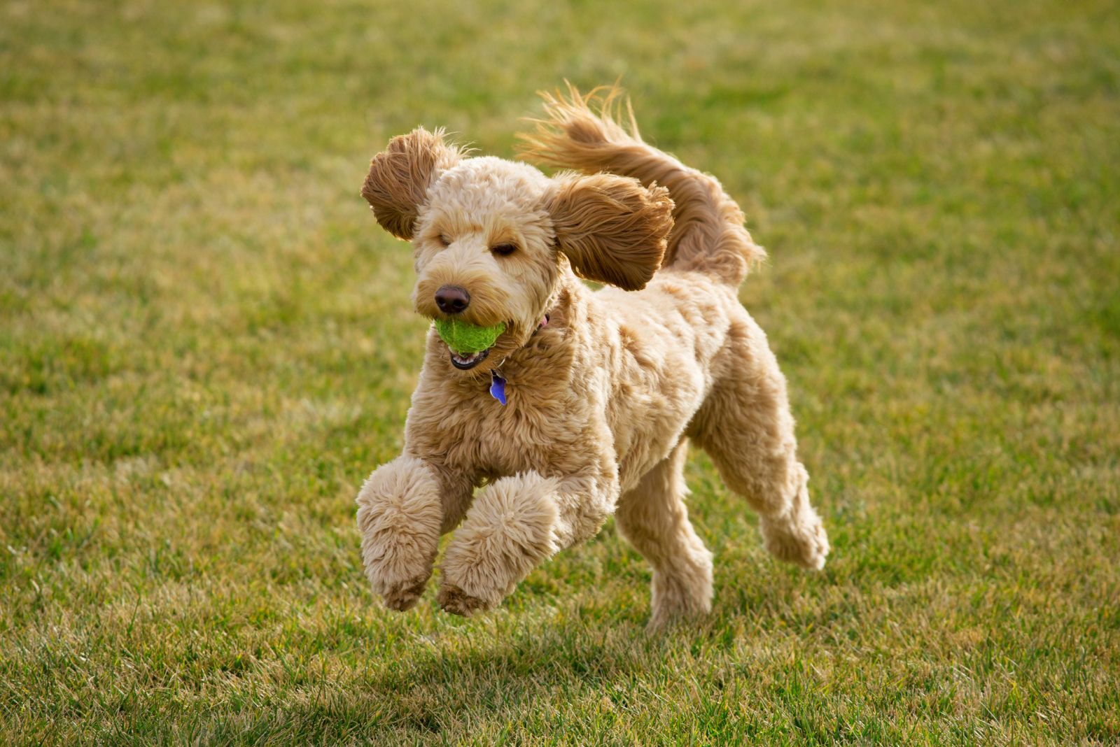 goldendoodle running with a ball in mouth