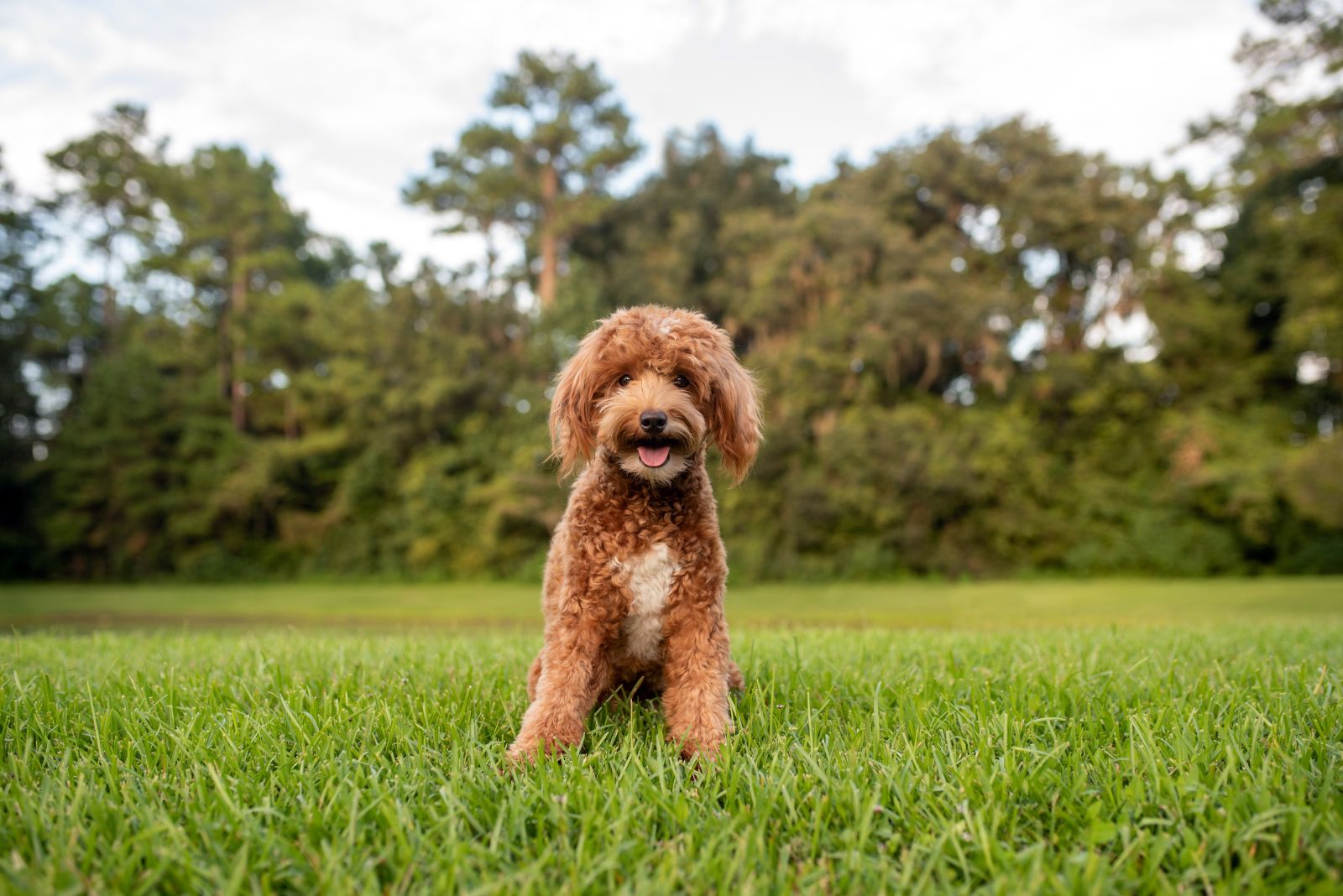 goldendoodle posing outside