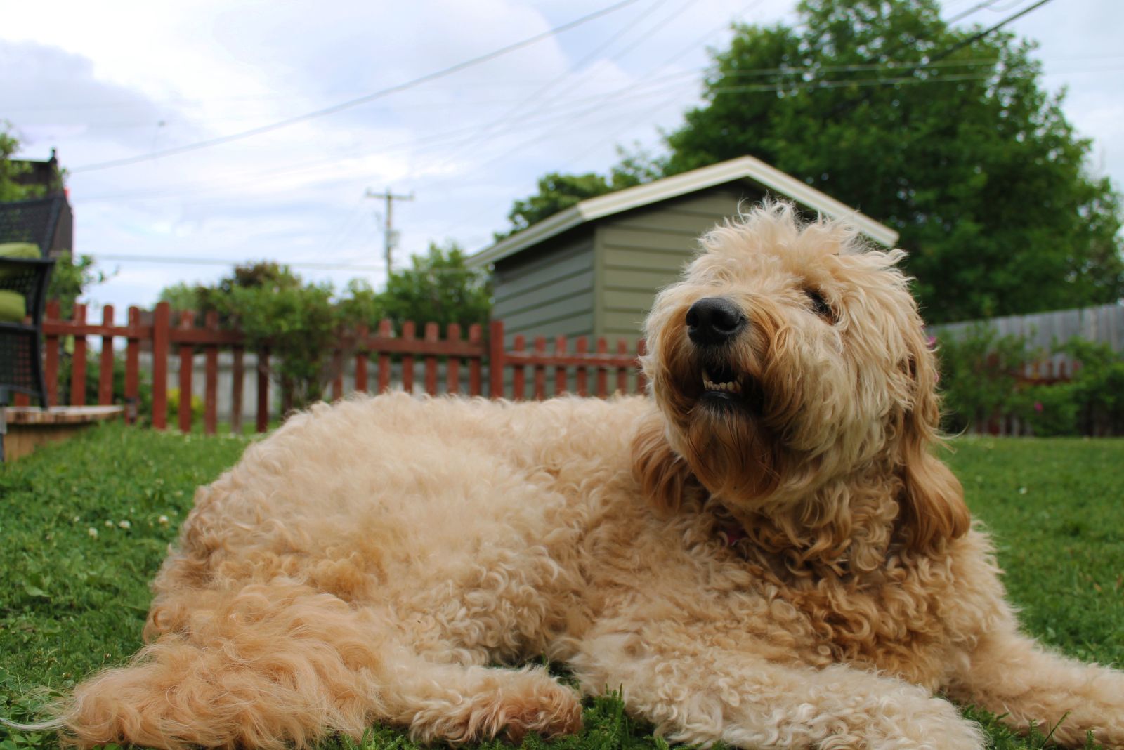 goldendoodle laying in the yard