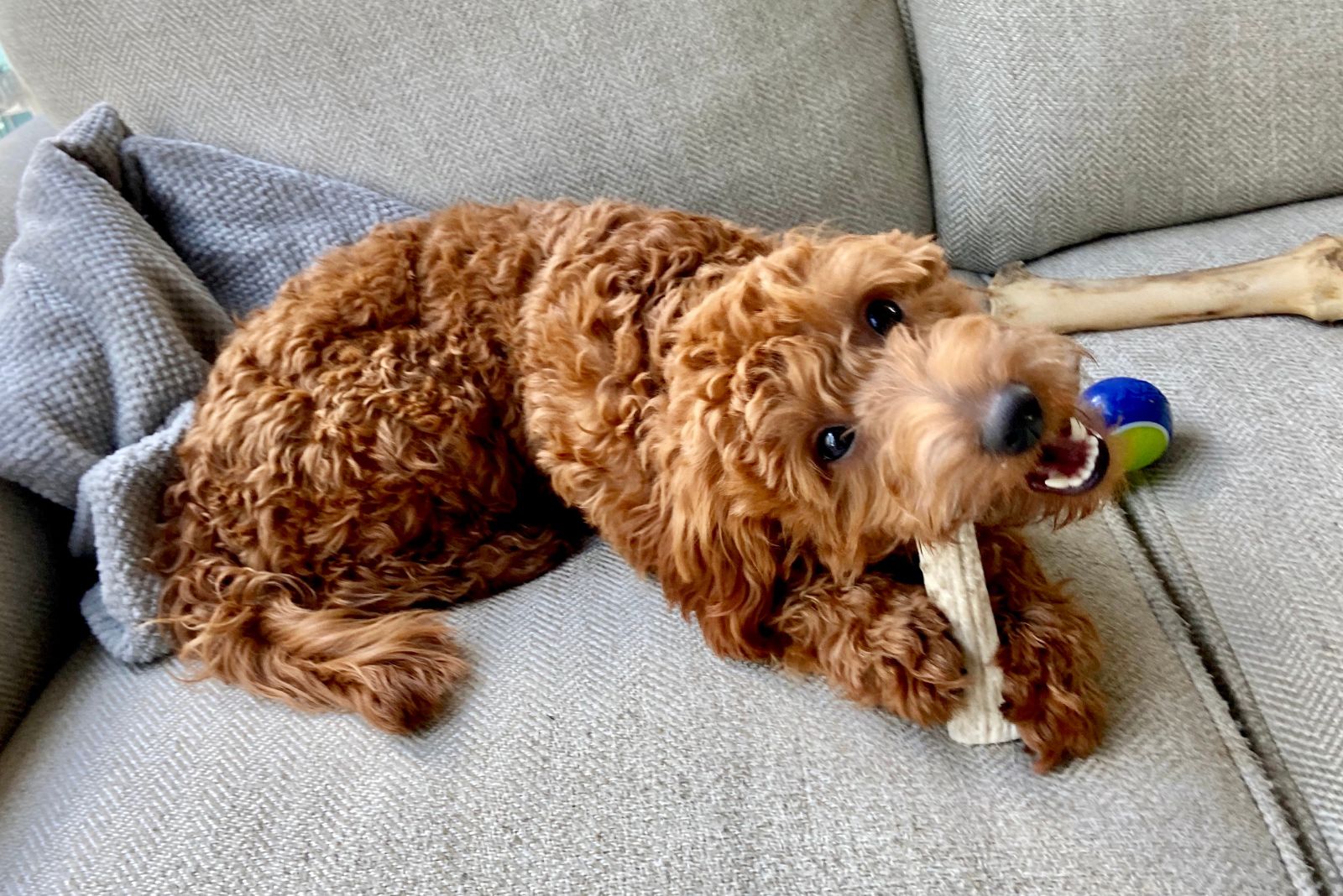 goldendoodle playing on the couch