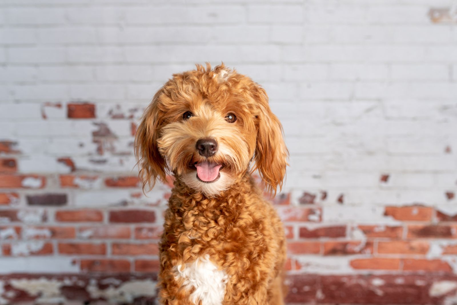 goldendoodle smiling