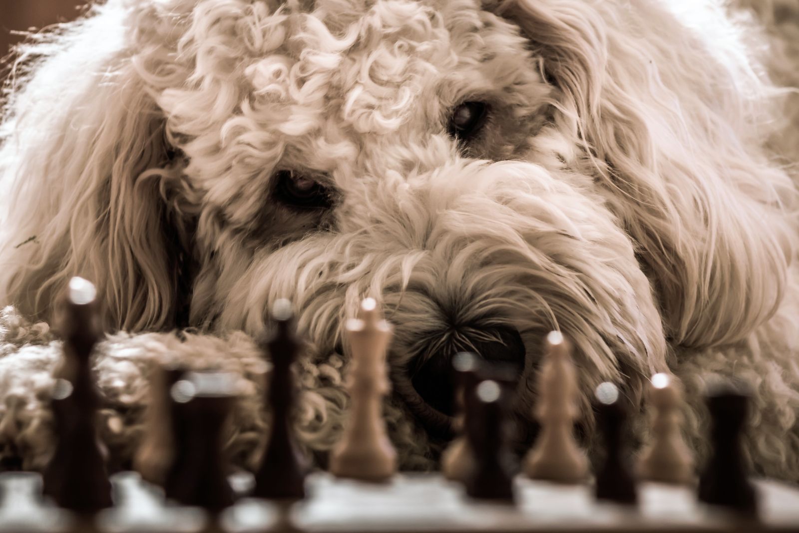 goldendoodle looking at the game