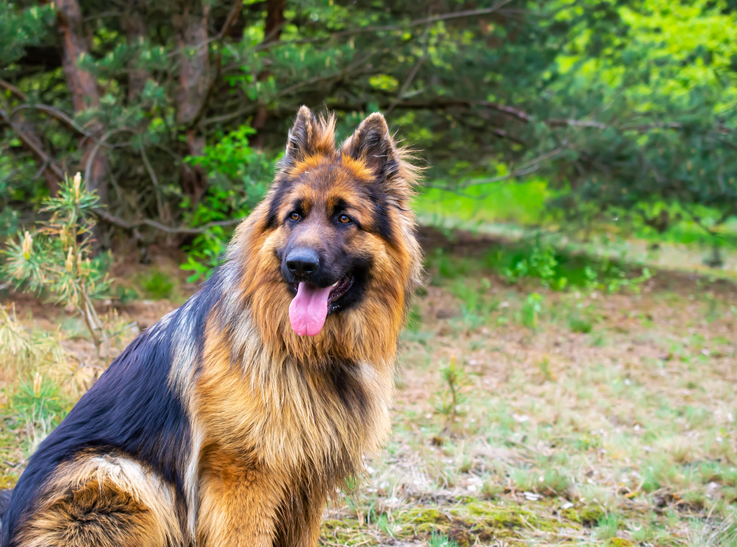 german shepherd long coat