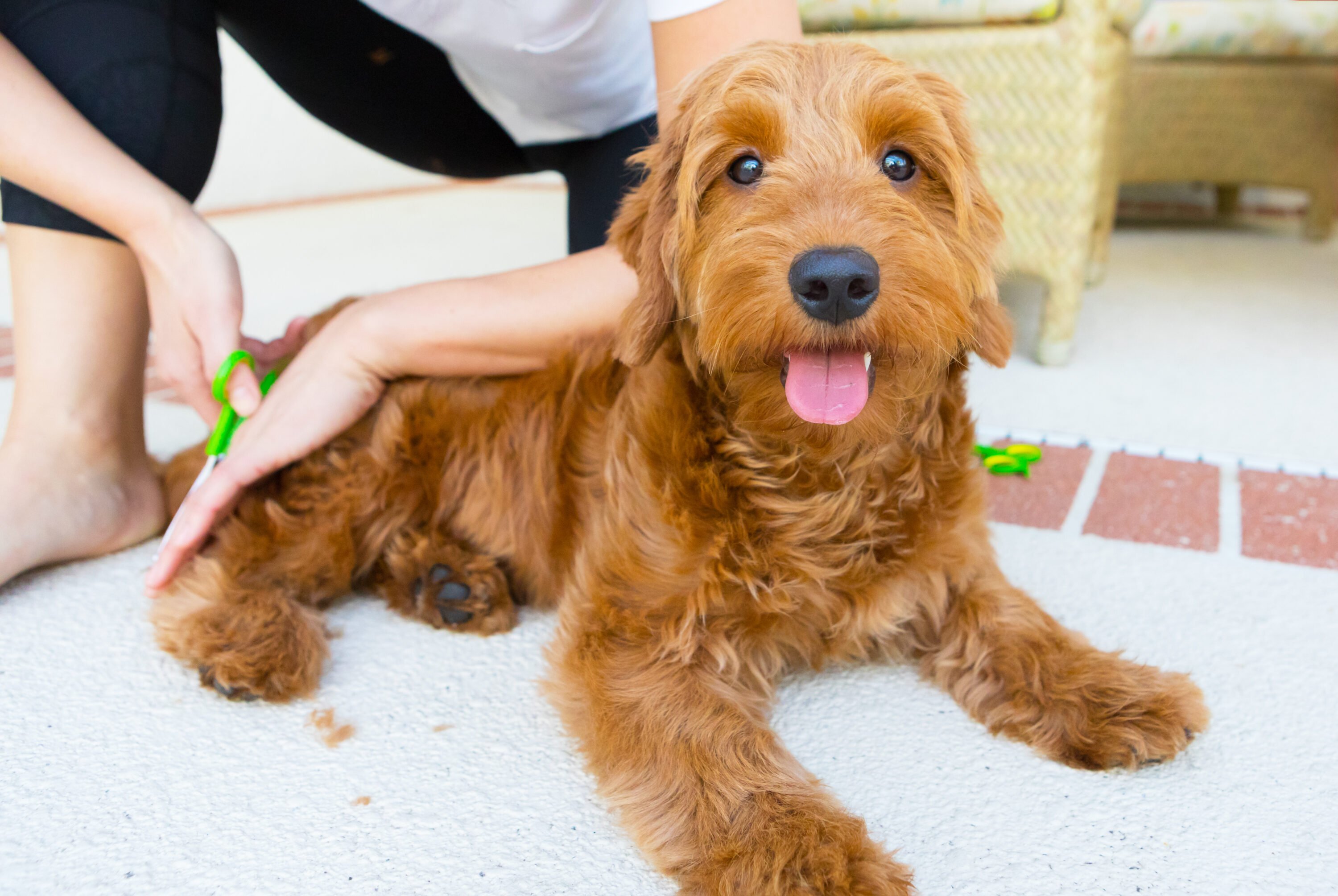 person brushing a goldendoodle