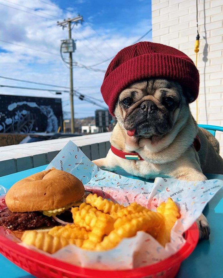 17 Famous Instagram Dogs For A Daily Dose Of Virtual Cuteness