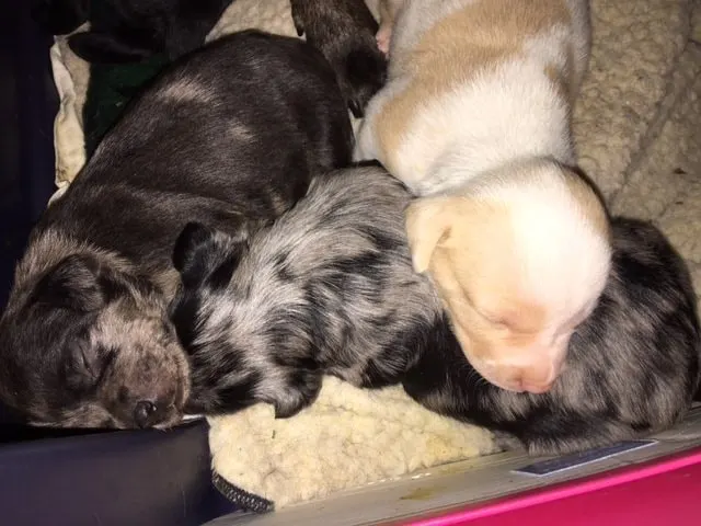 puppy dogs are sleeping