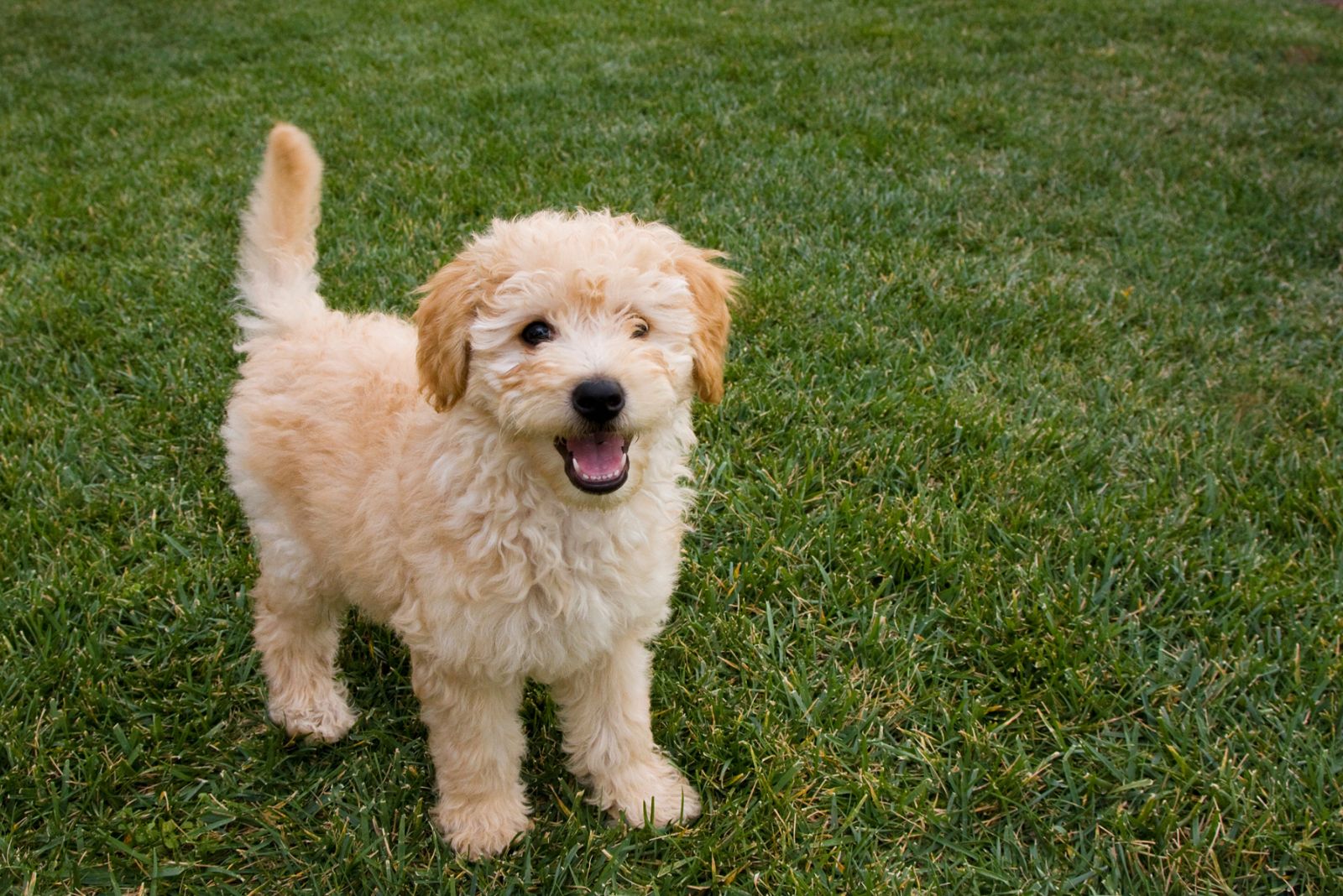 goldendoodle puppy outside