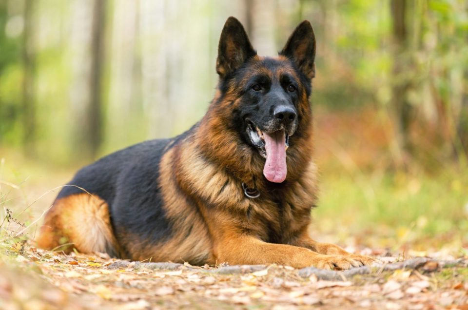 The Red And Black German Shepherd: The Beauty Clad In Crimson