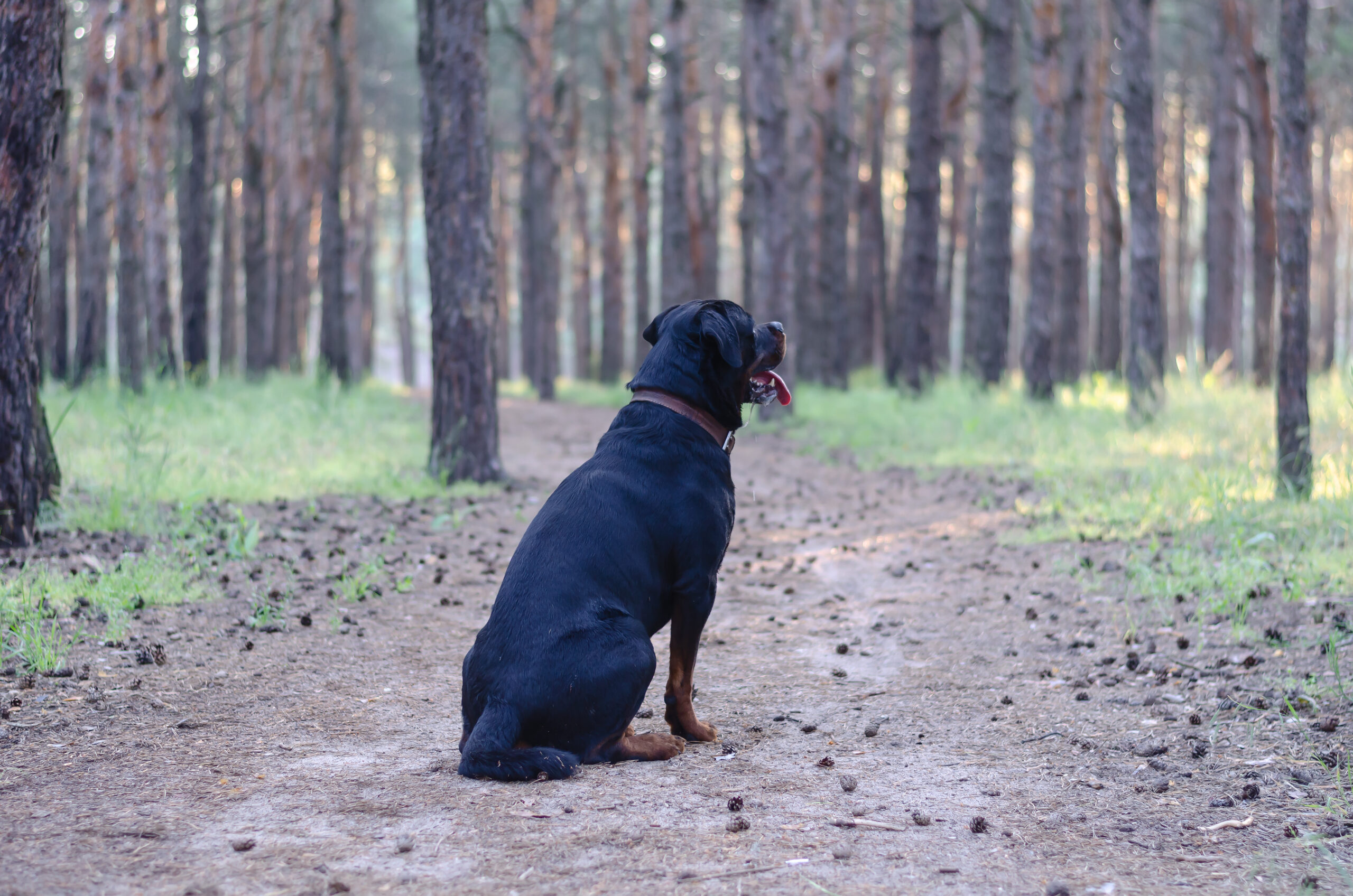 rottweiler sitting in the forest