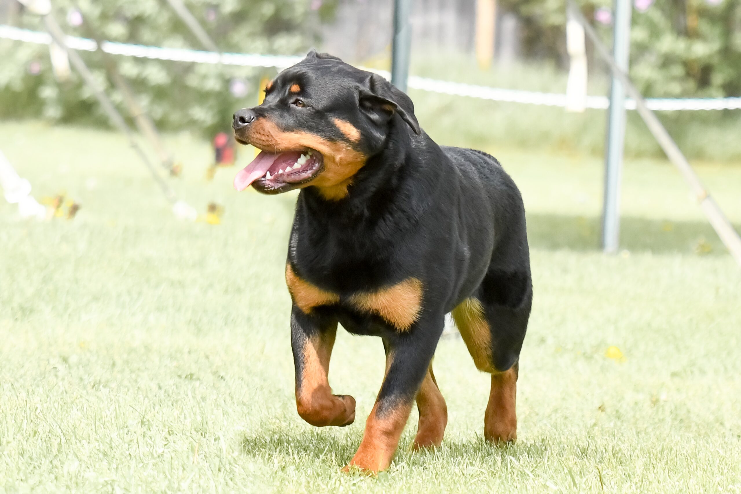 beautiful rottweiler smiling