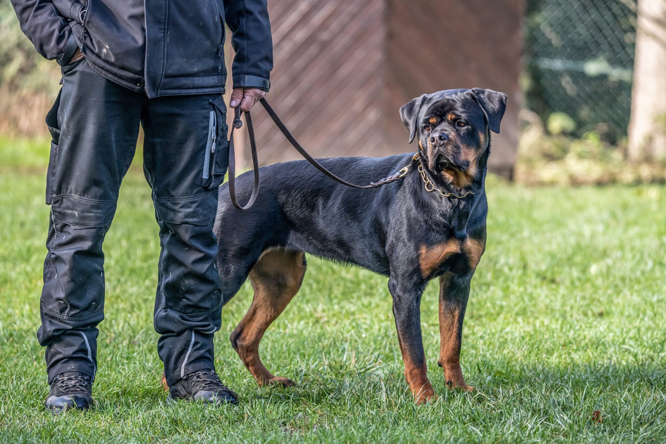 service rottweiler on a leash