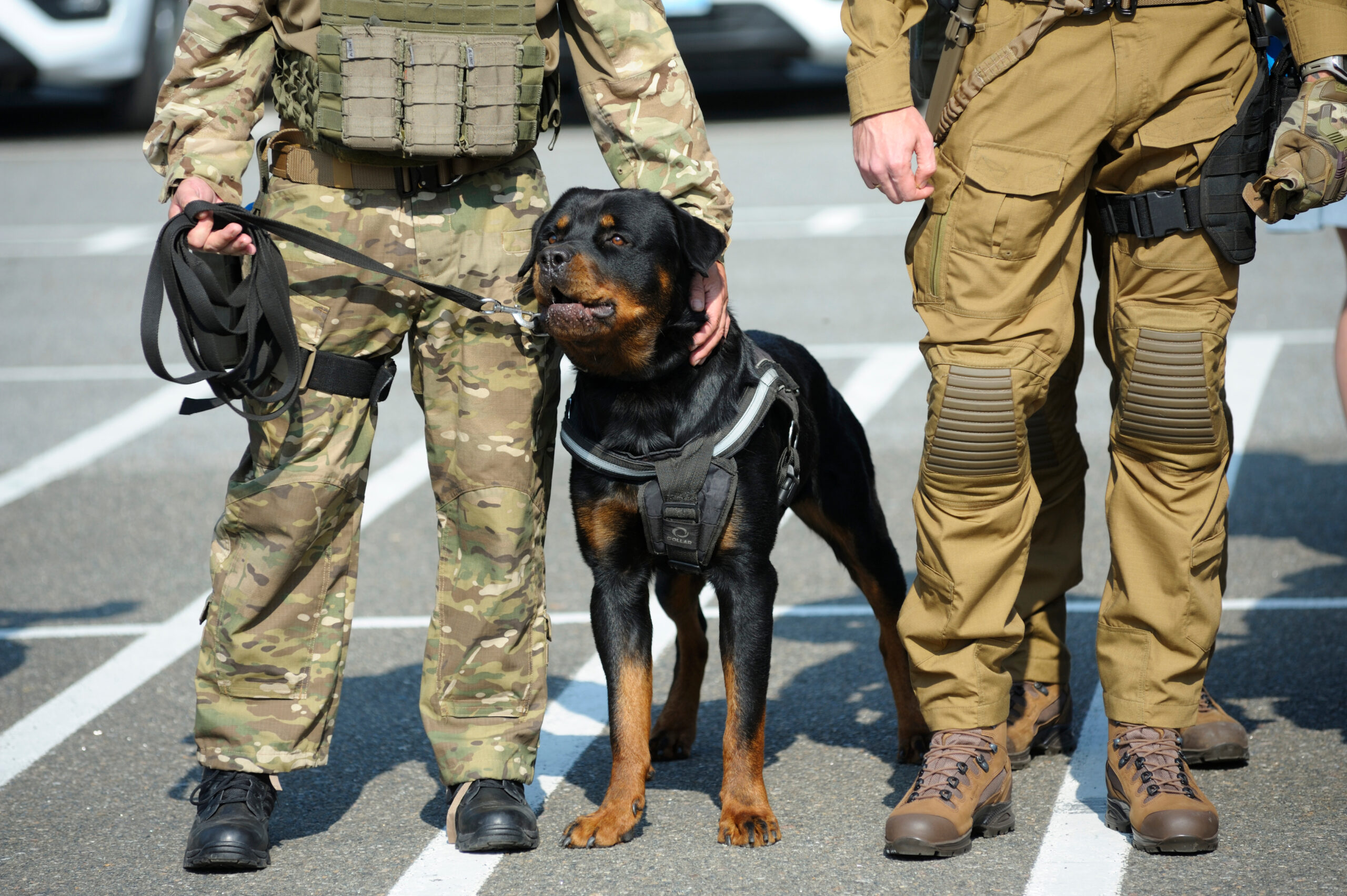 military rottweiler with soldiers