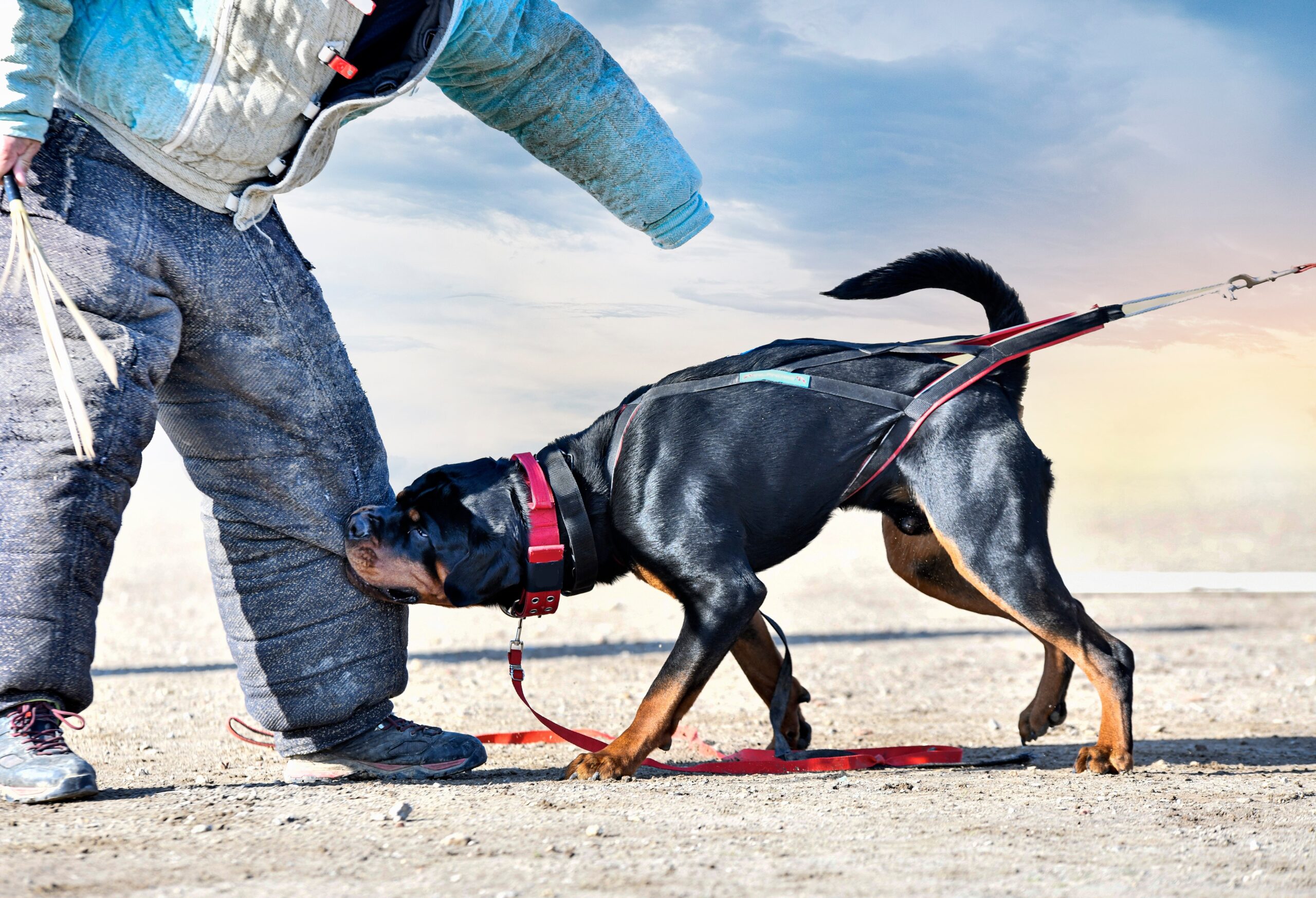 rottweiler testing bite force