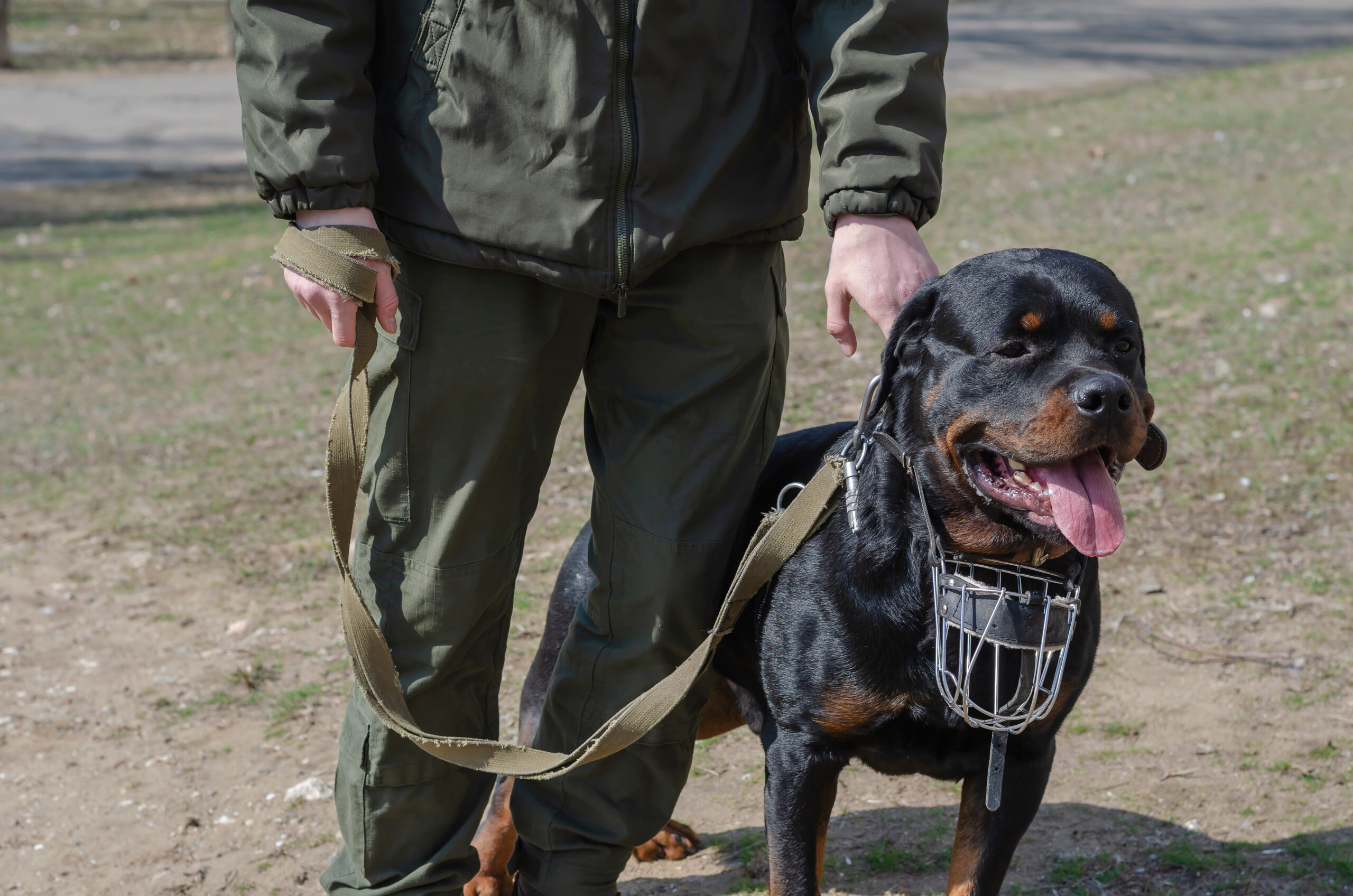 rottweiler rescue dog on a leash