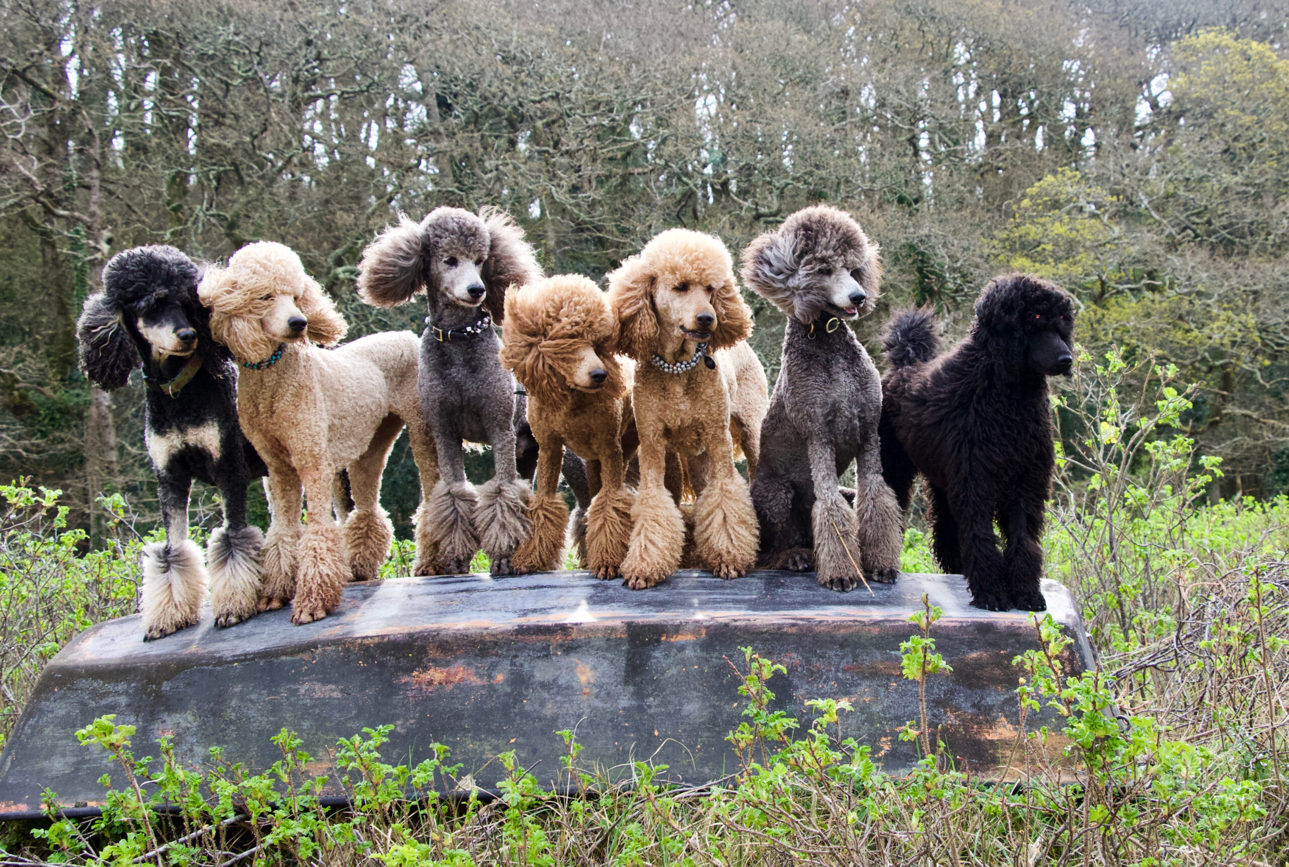 poodle dogs having fun