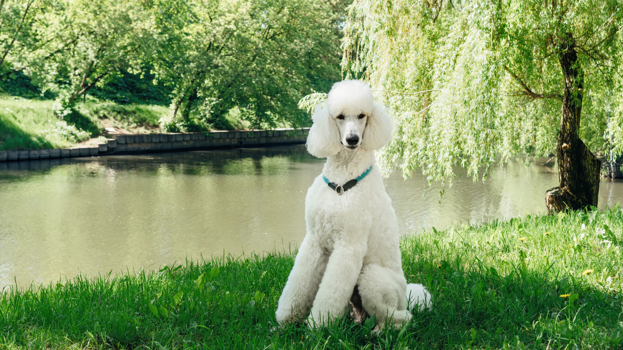 standard poodle sitting in the grass