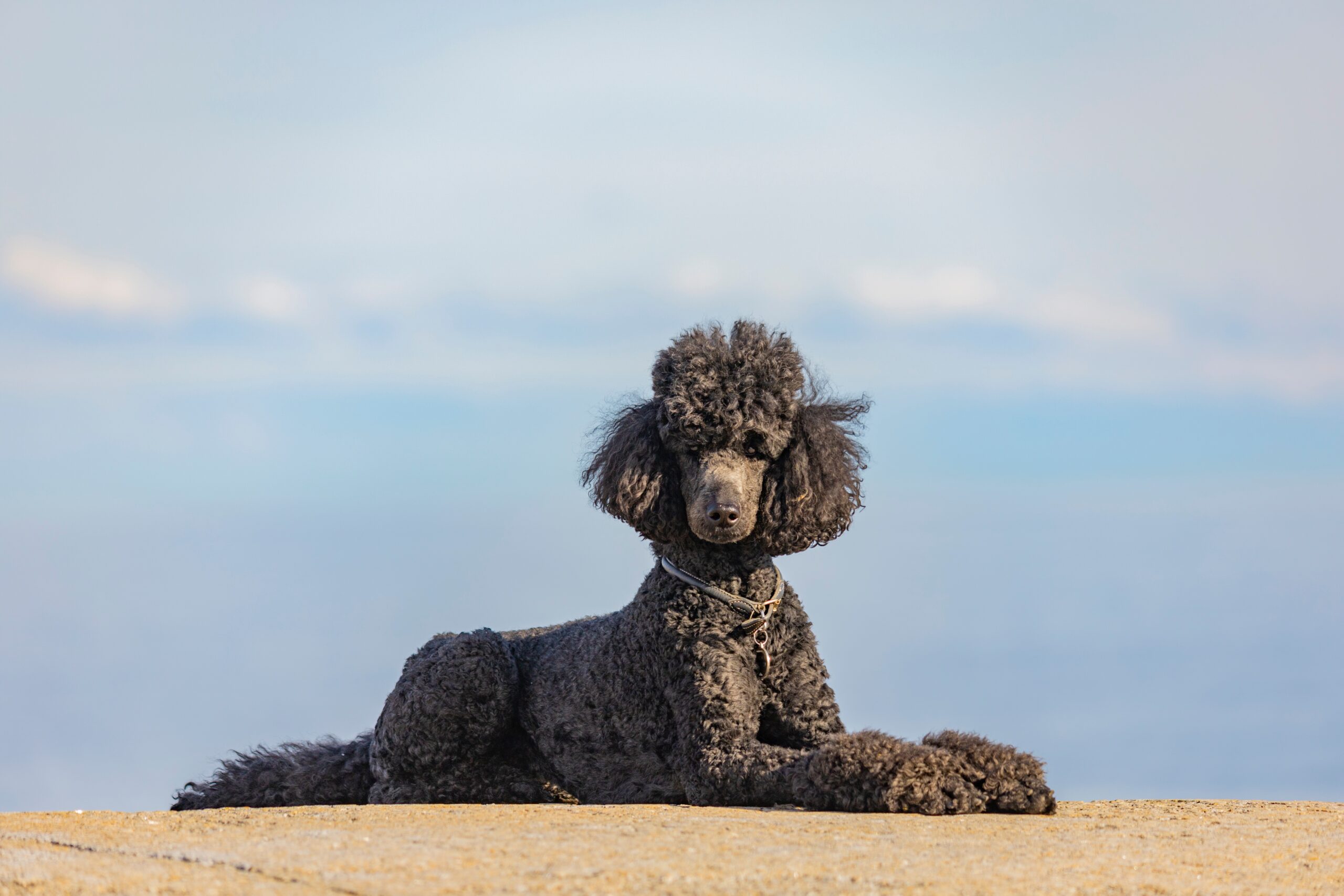 black poodle sitting on the ground