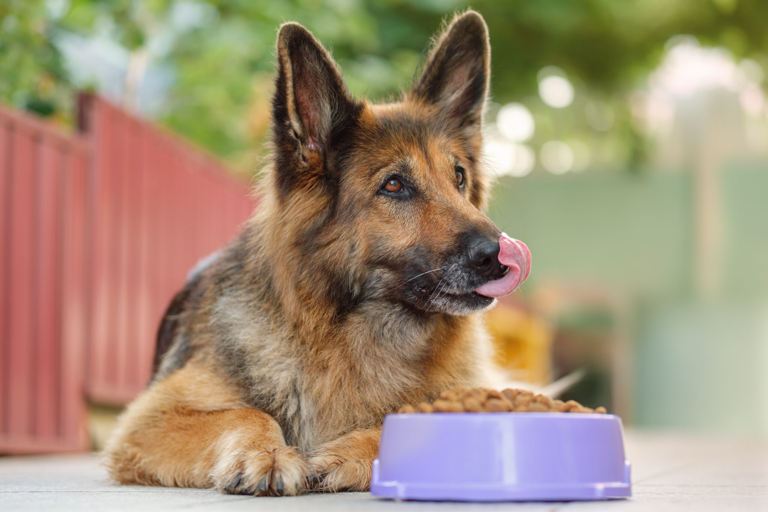 german shepherd next to a bowl