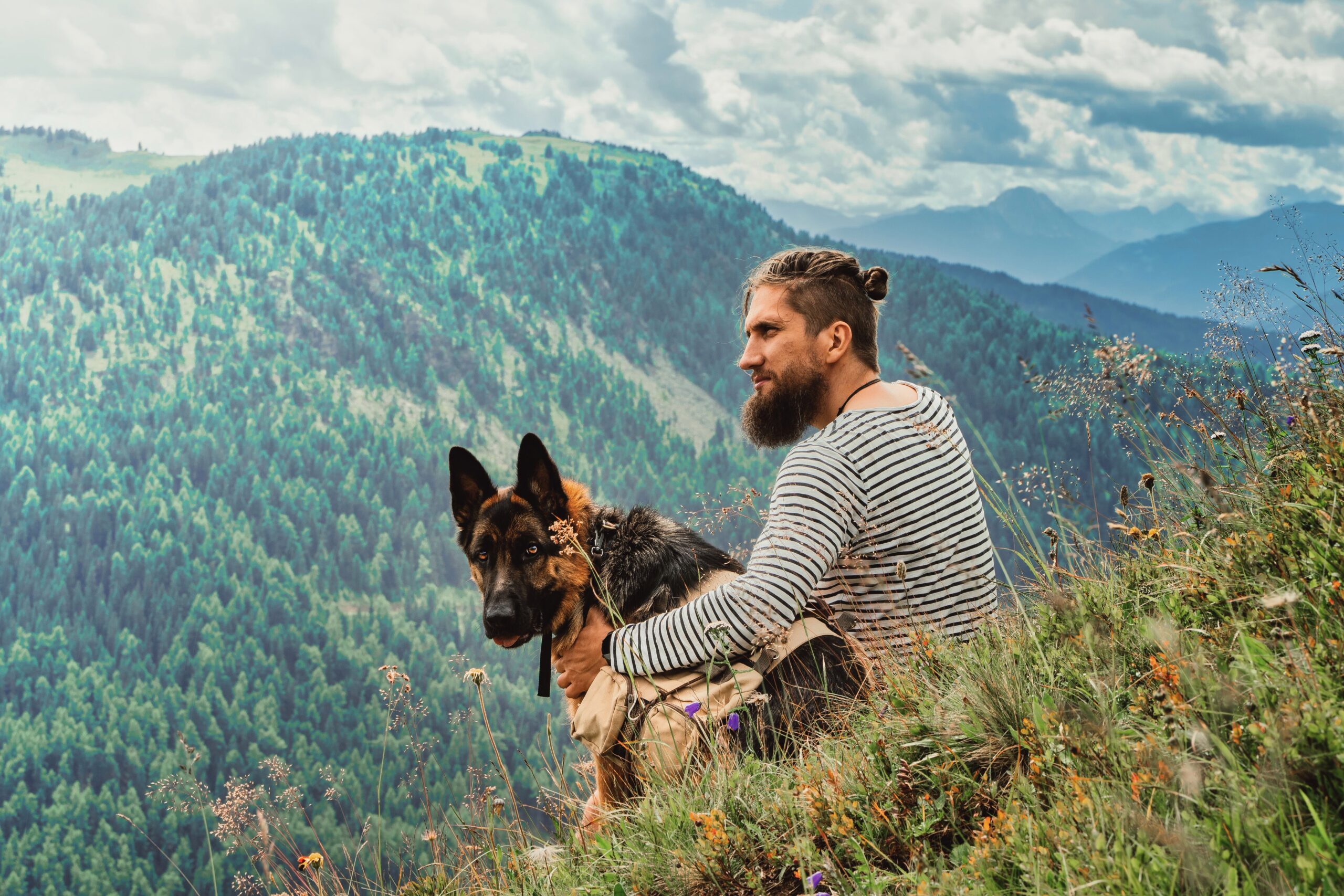 german shepherd on a hike with an owner