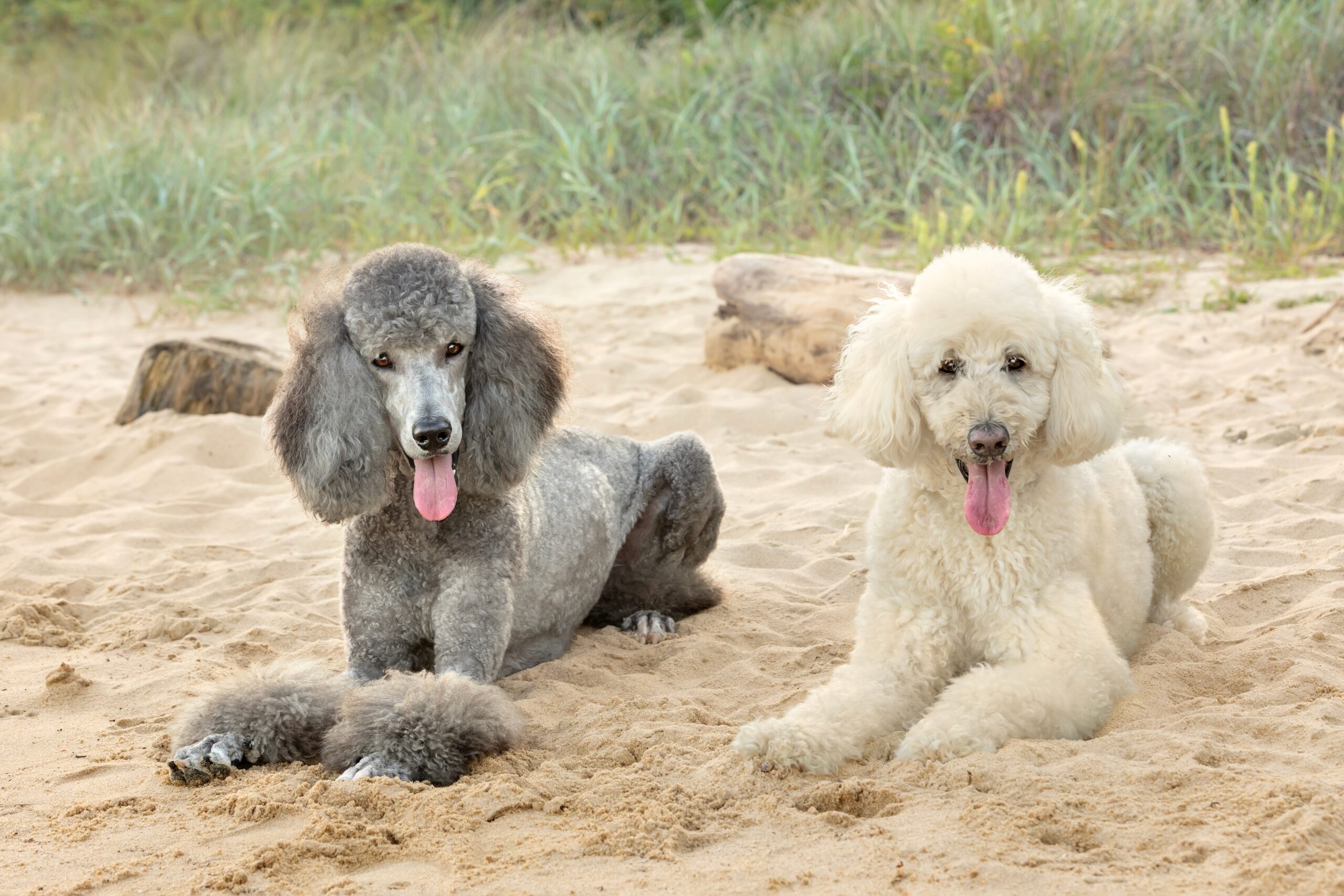 two standard poodles on the beach