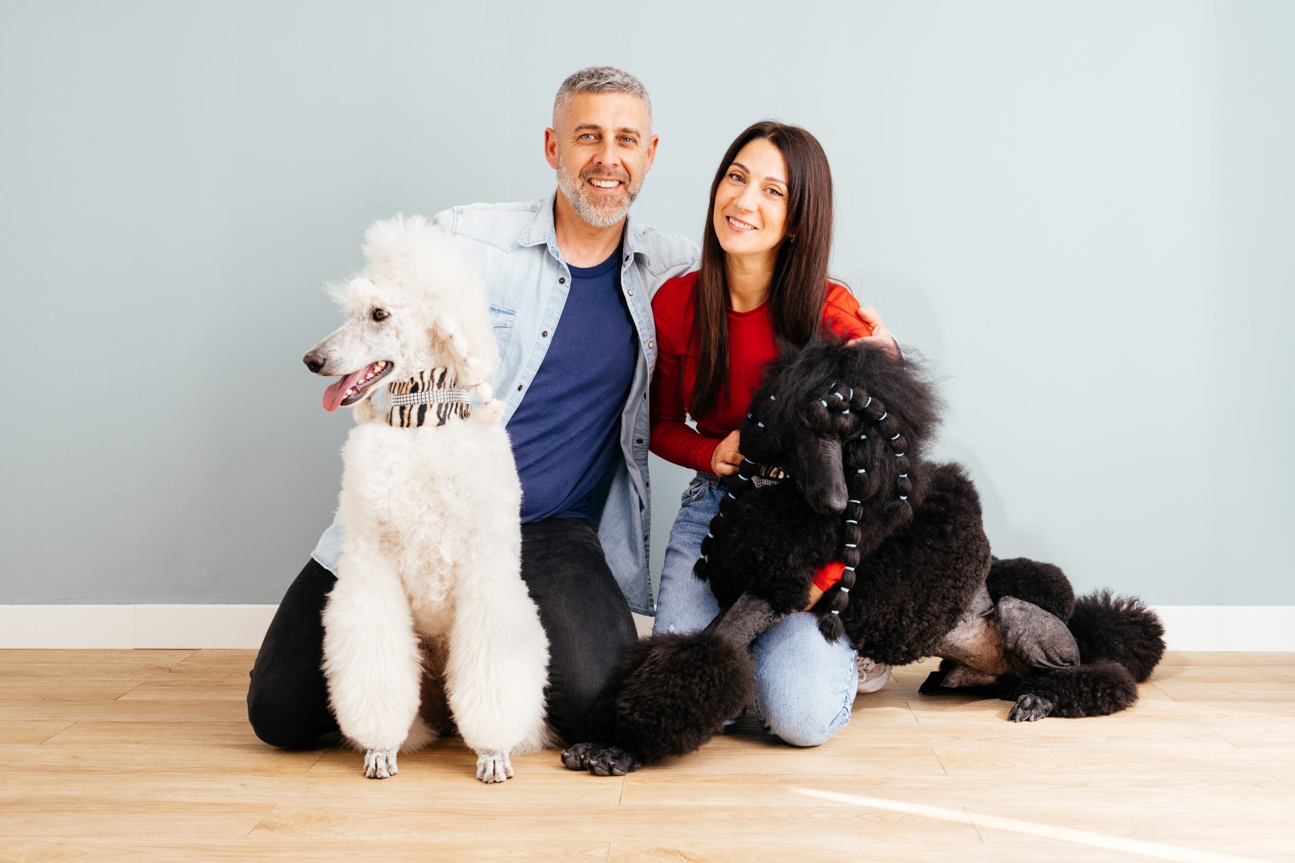 two poodles with owners