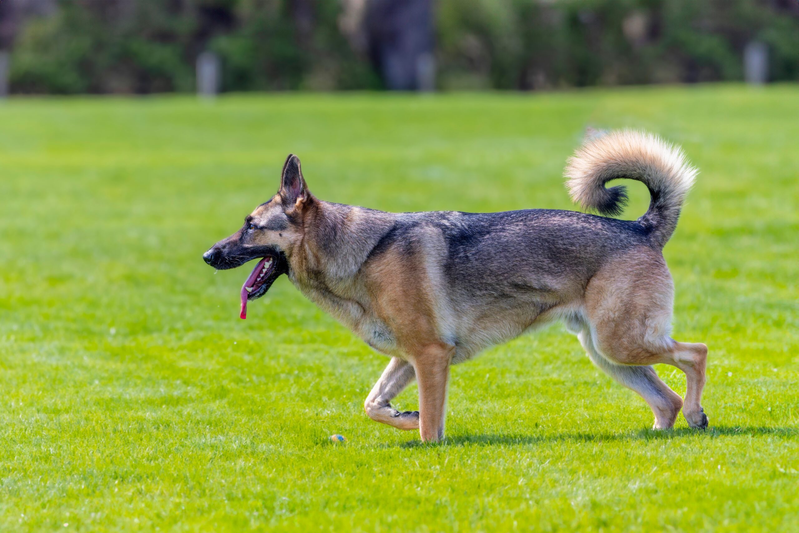 senior german shepherd in the field