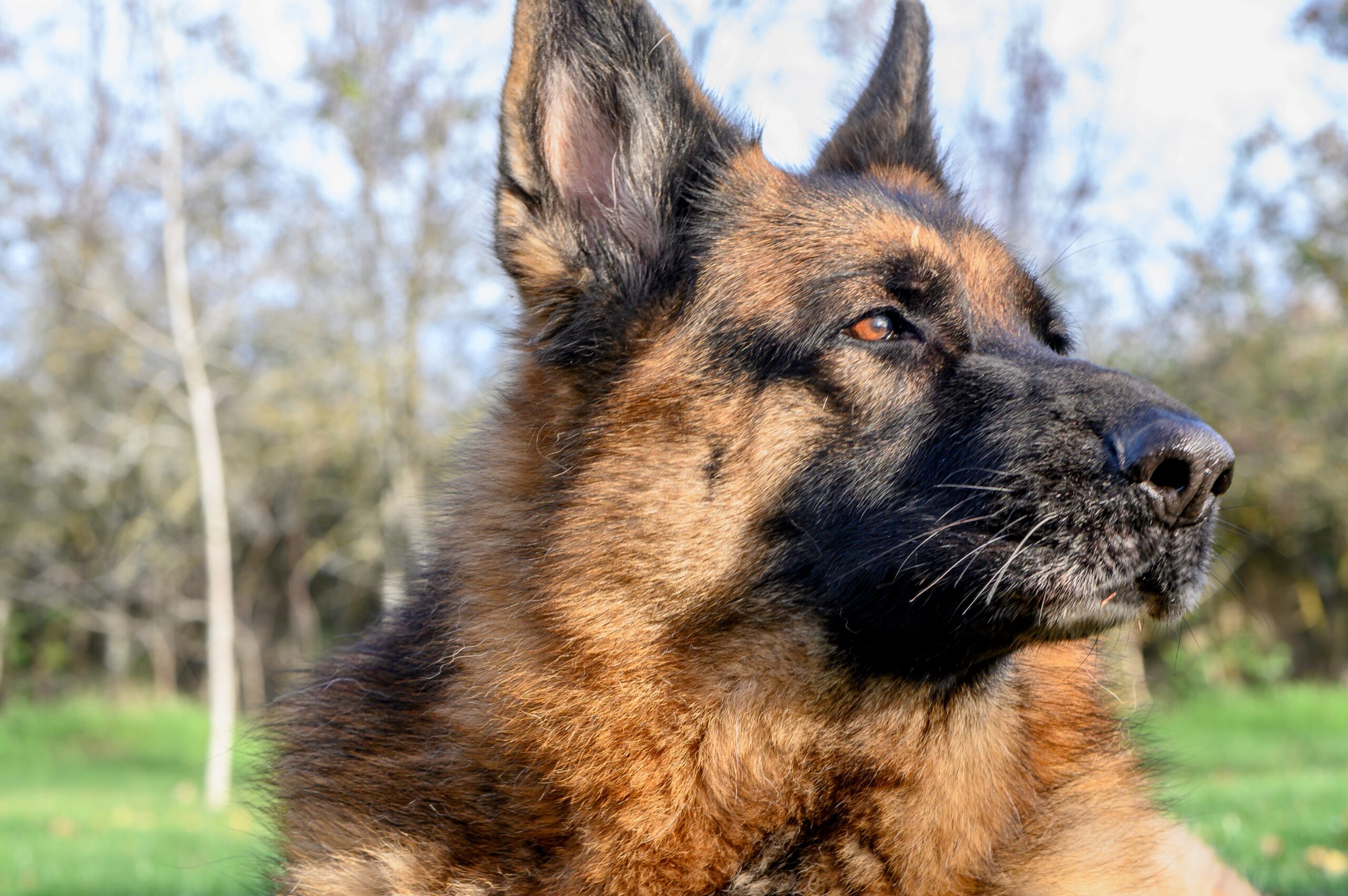 german shepherd in the field