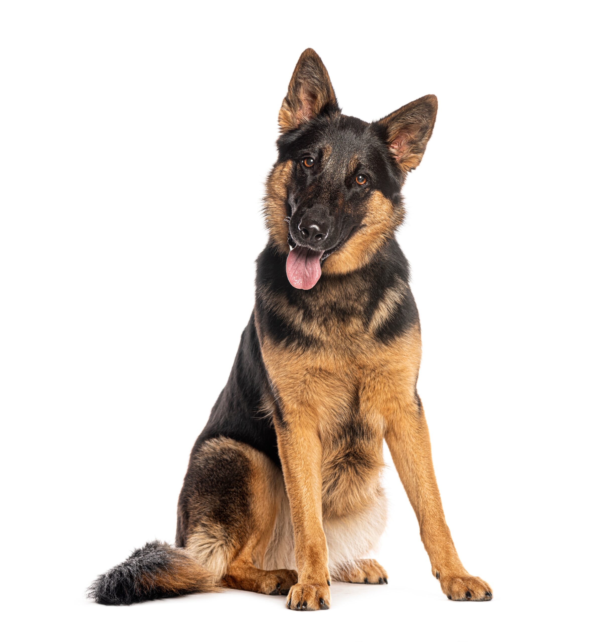 cute german shepherd tilting head