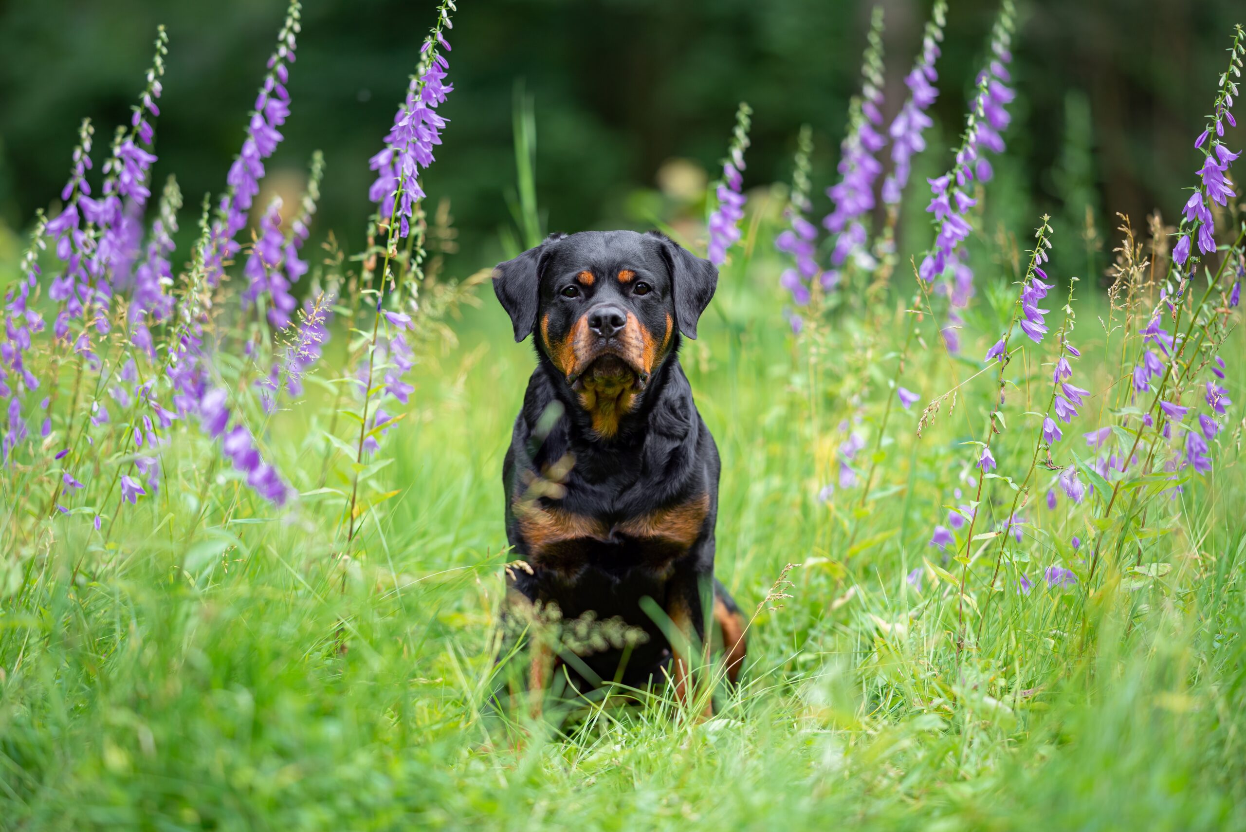 rottweiler dog sitting in the grass