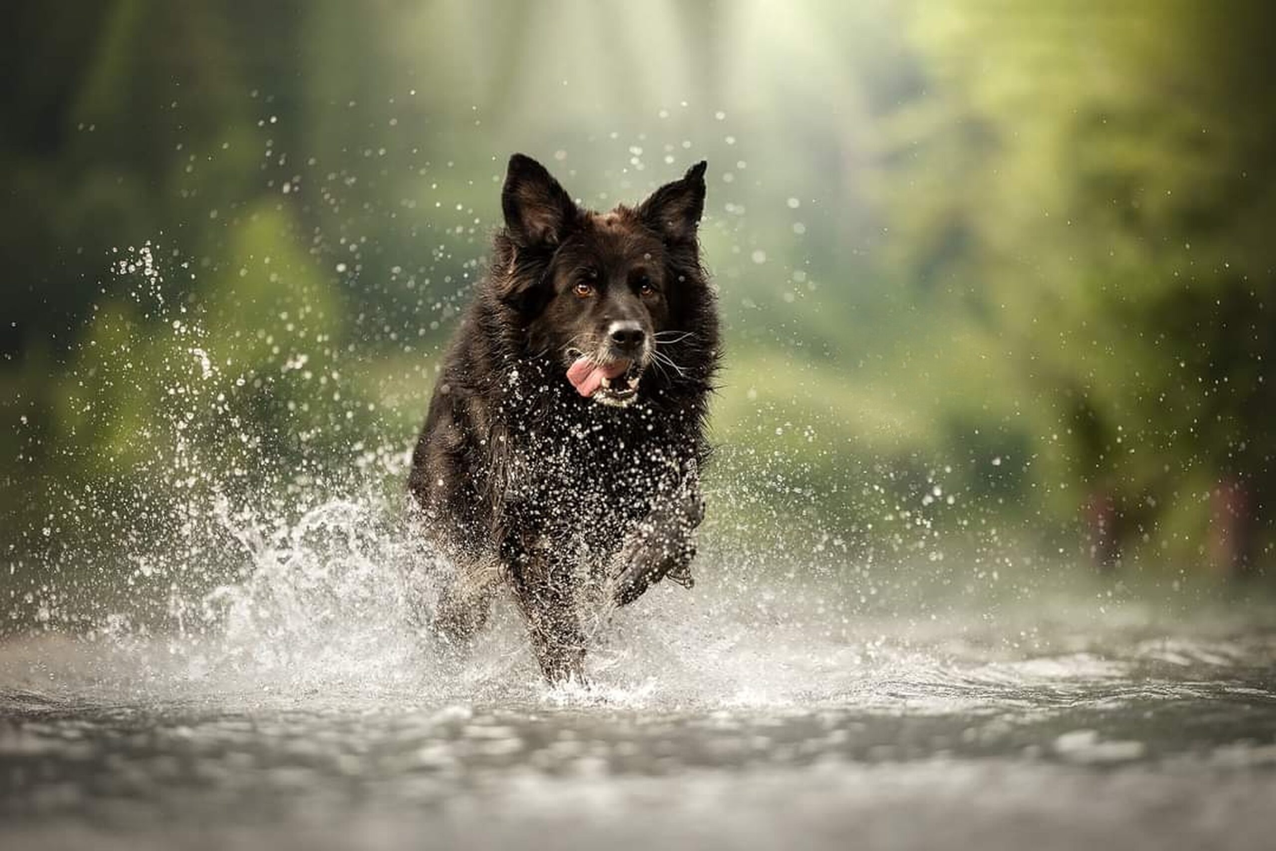 german shepherd in water