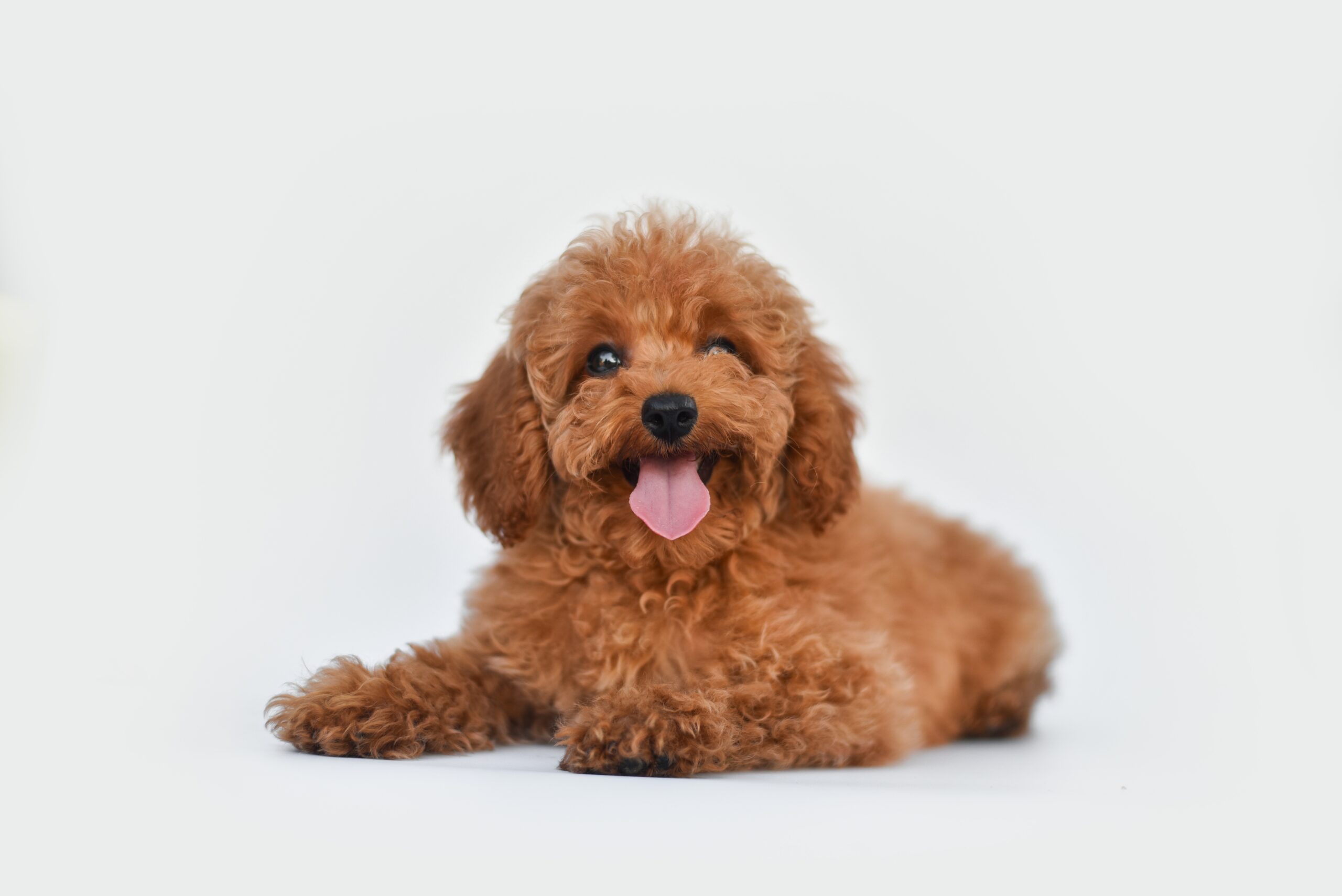 miniature poodle smiling