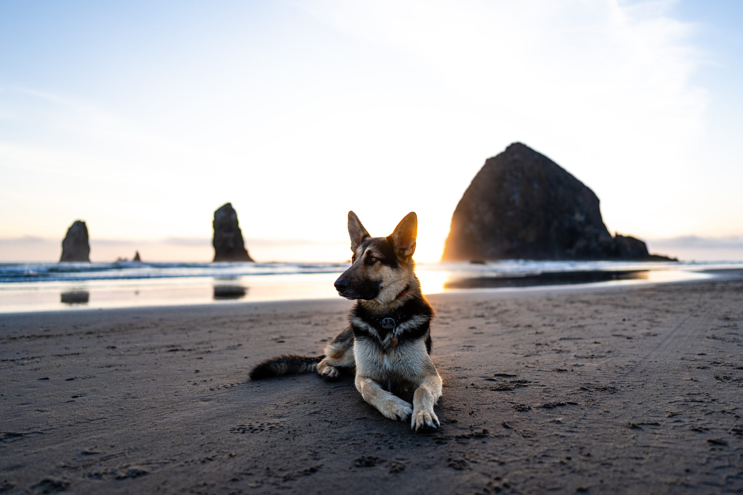 german shepherd lying on the beach