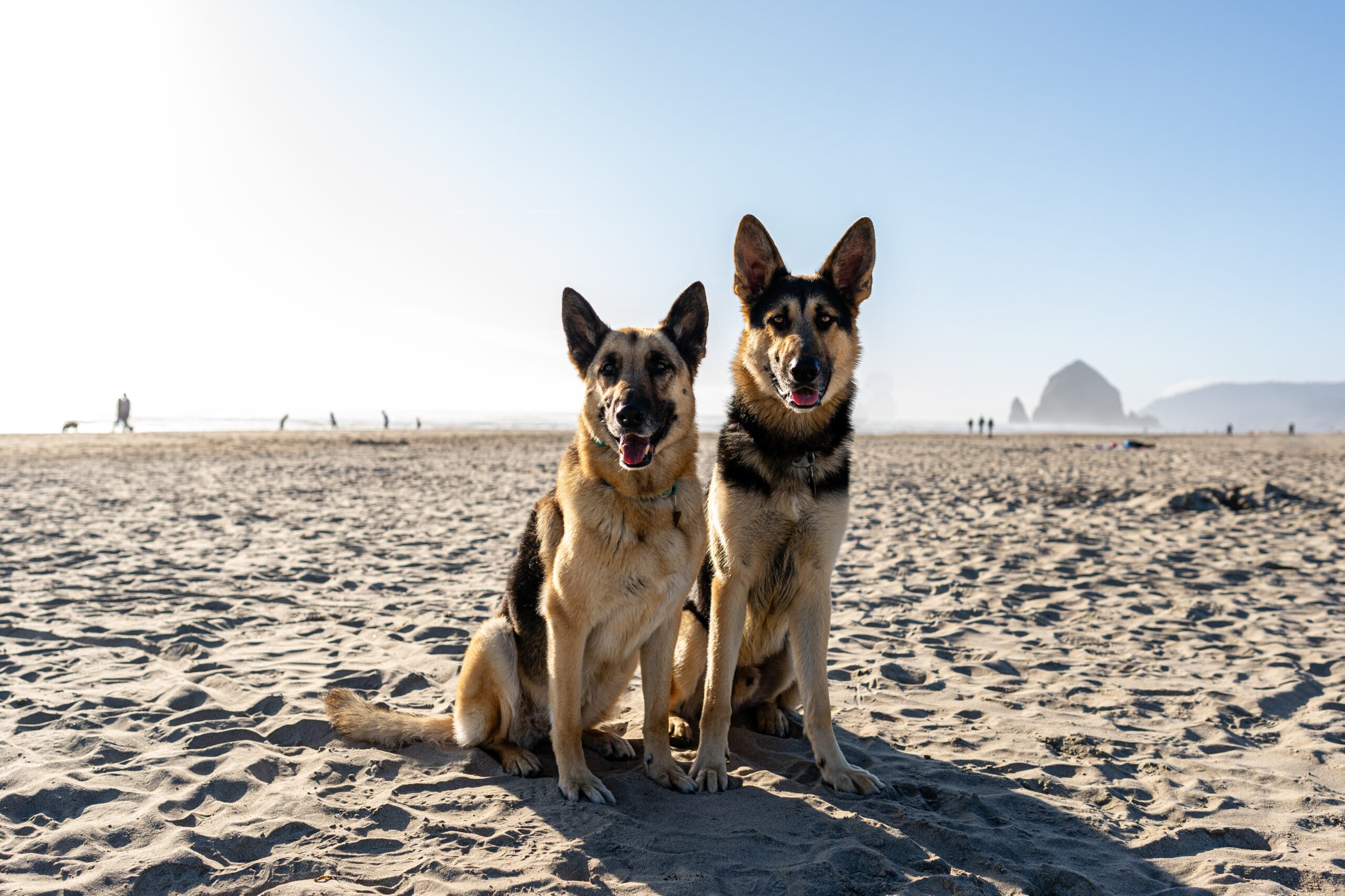 two german shepherds on the beach