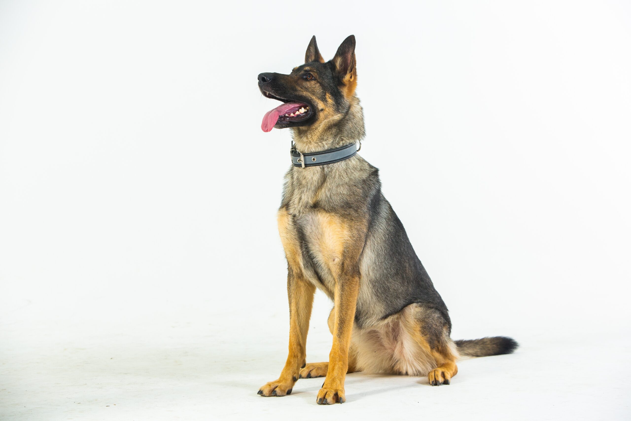 german shepherd sitting