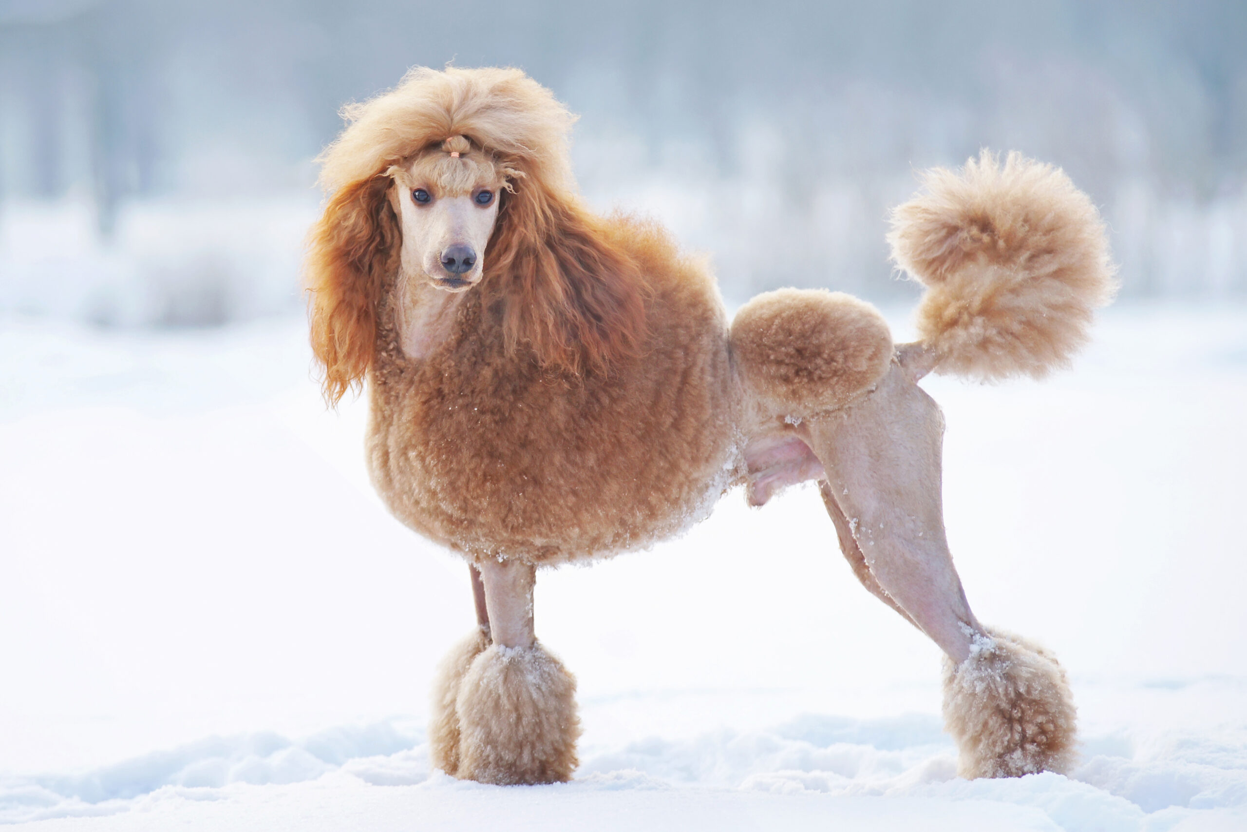 fashionable standard poodle