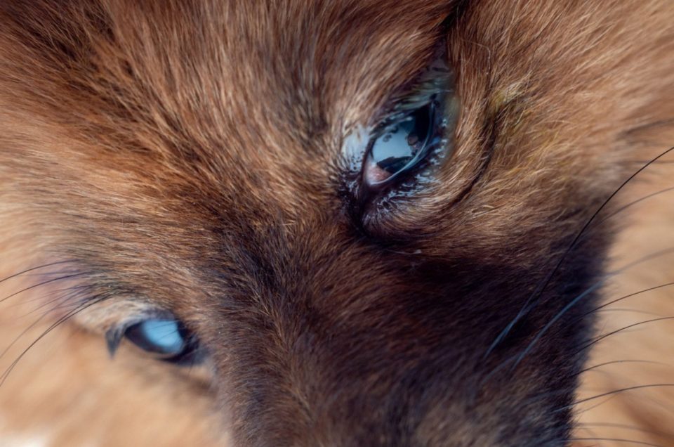 Watery Eyes In Dogs