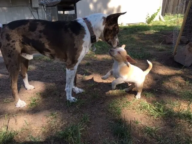 the dog sniffs with the puppy