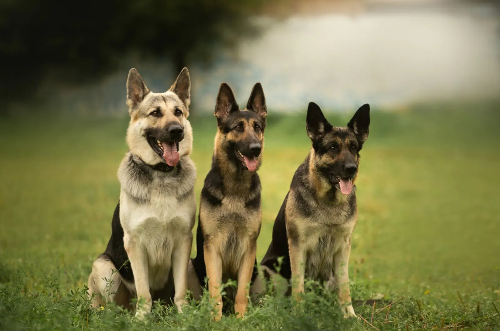 These Are The Facts About The Bicolor German Shepherd